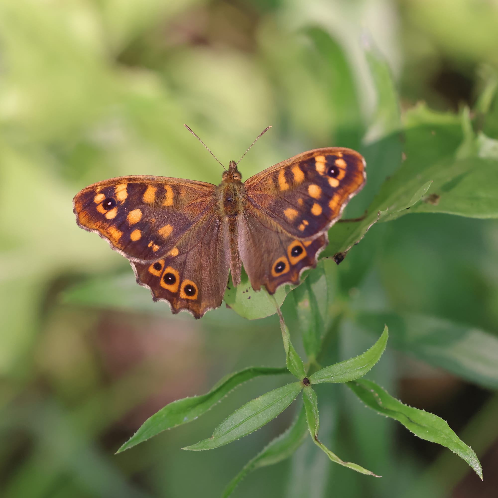 Speckled Wood