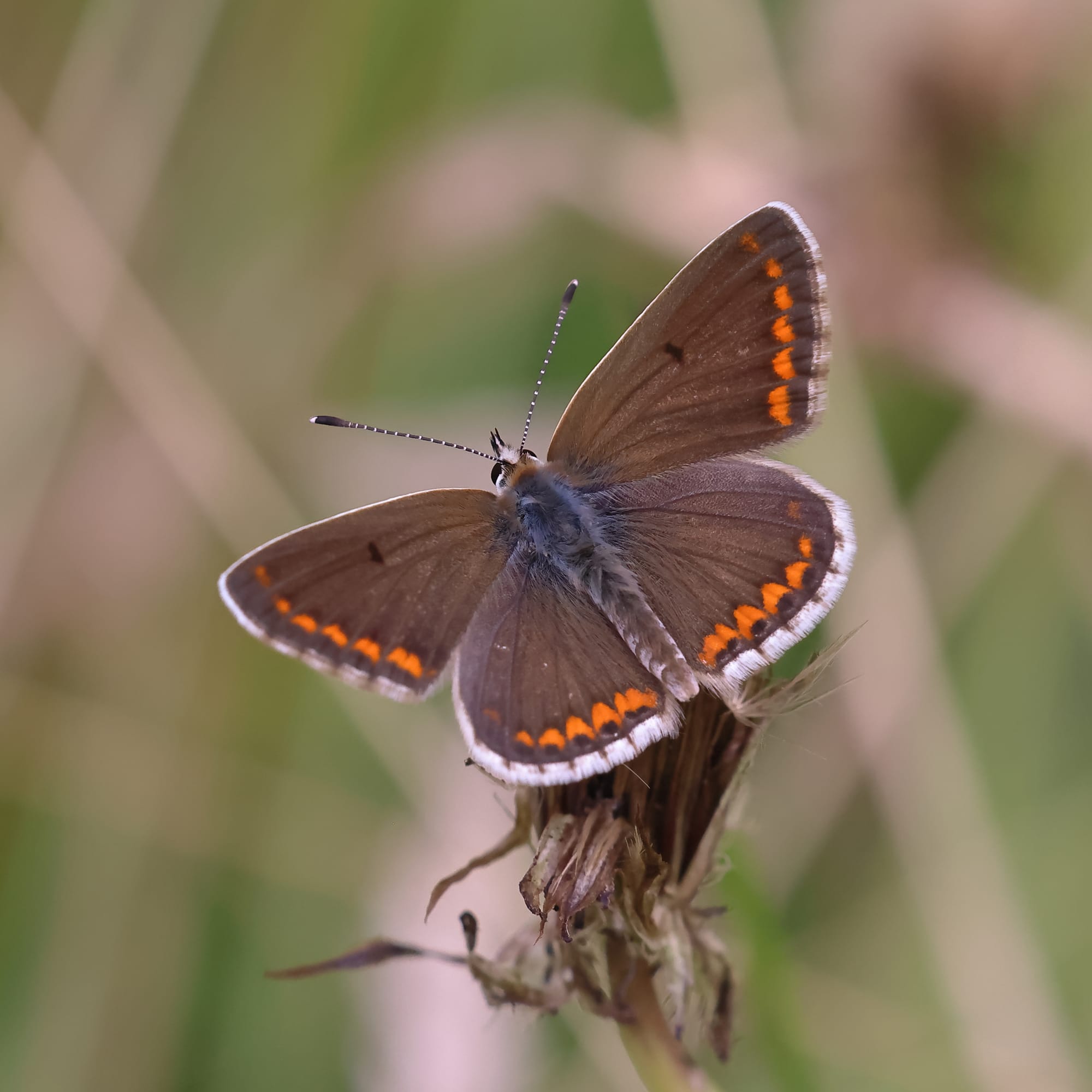 Brown Argus