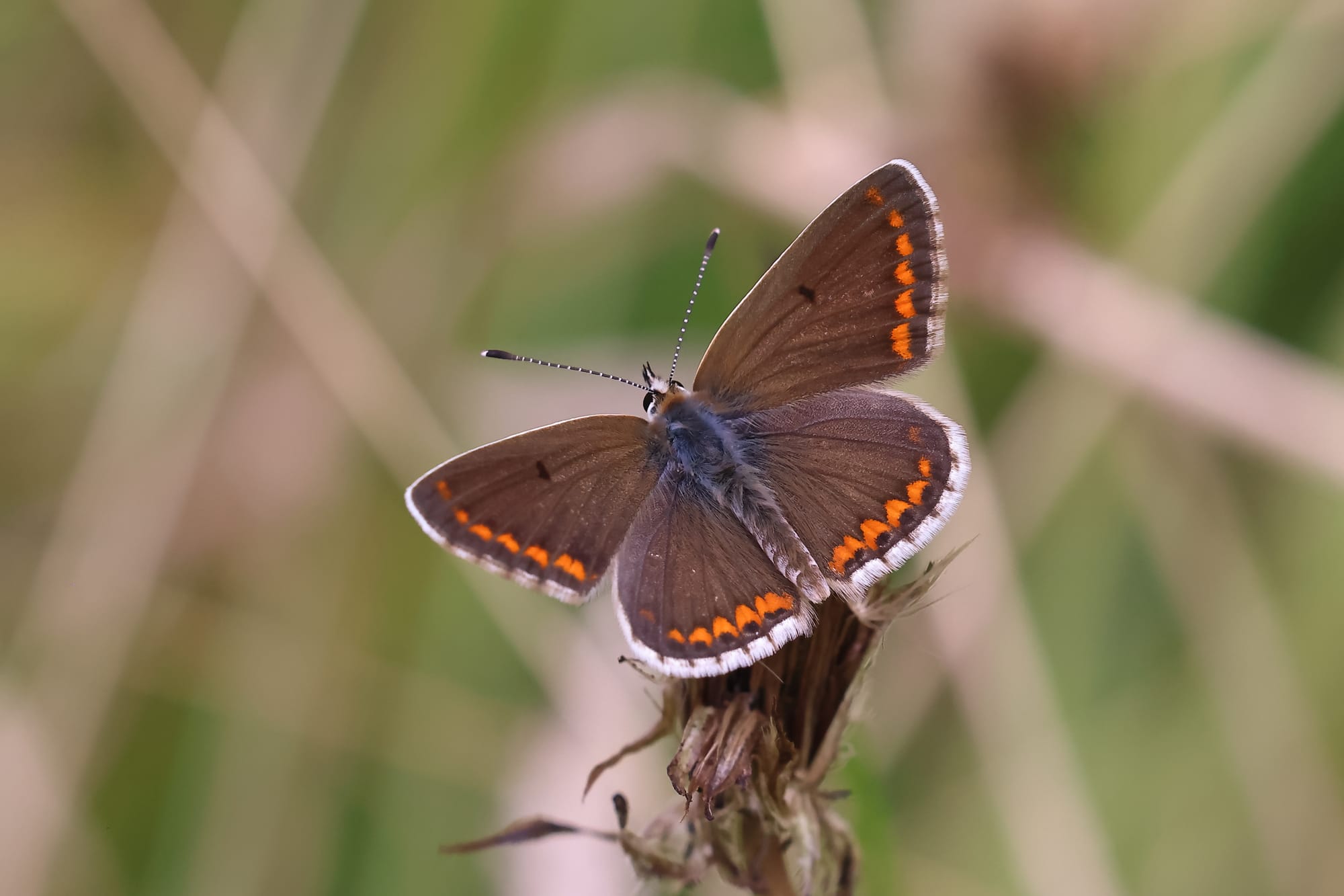 Brown Argus