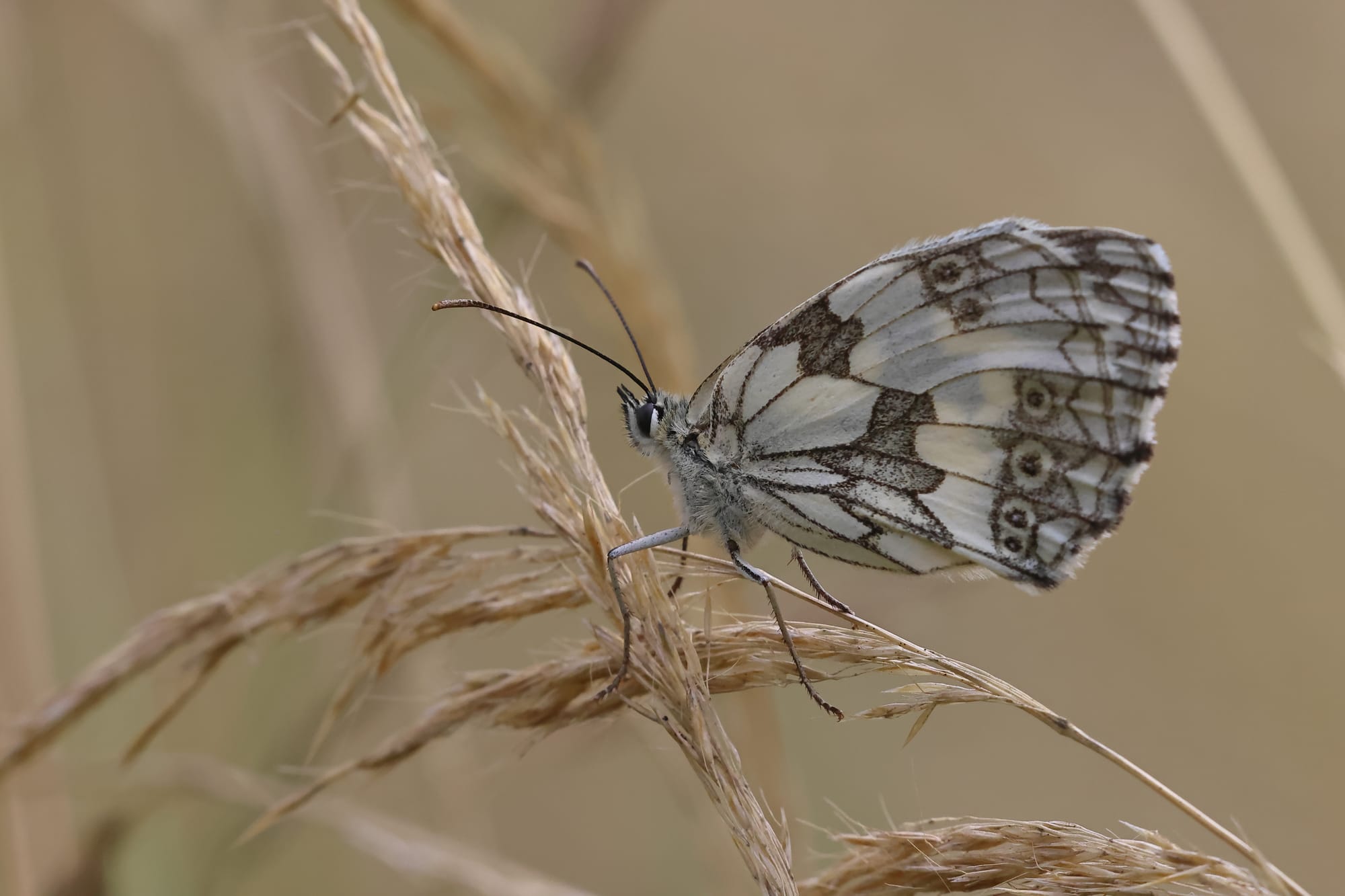 Marbled white