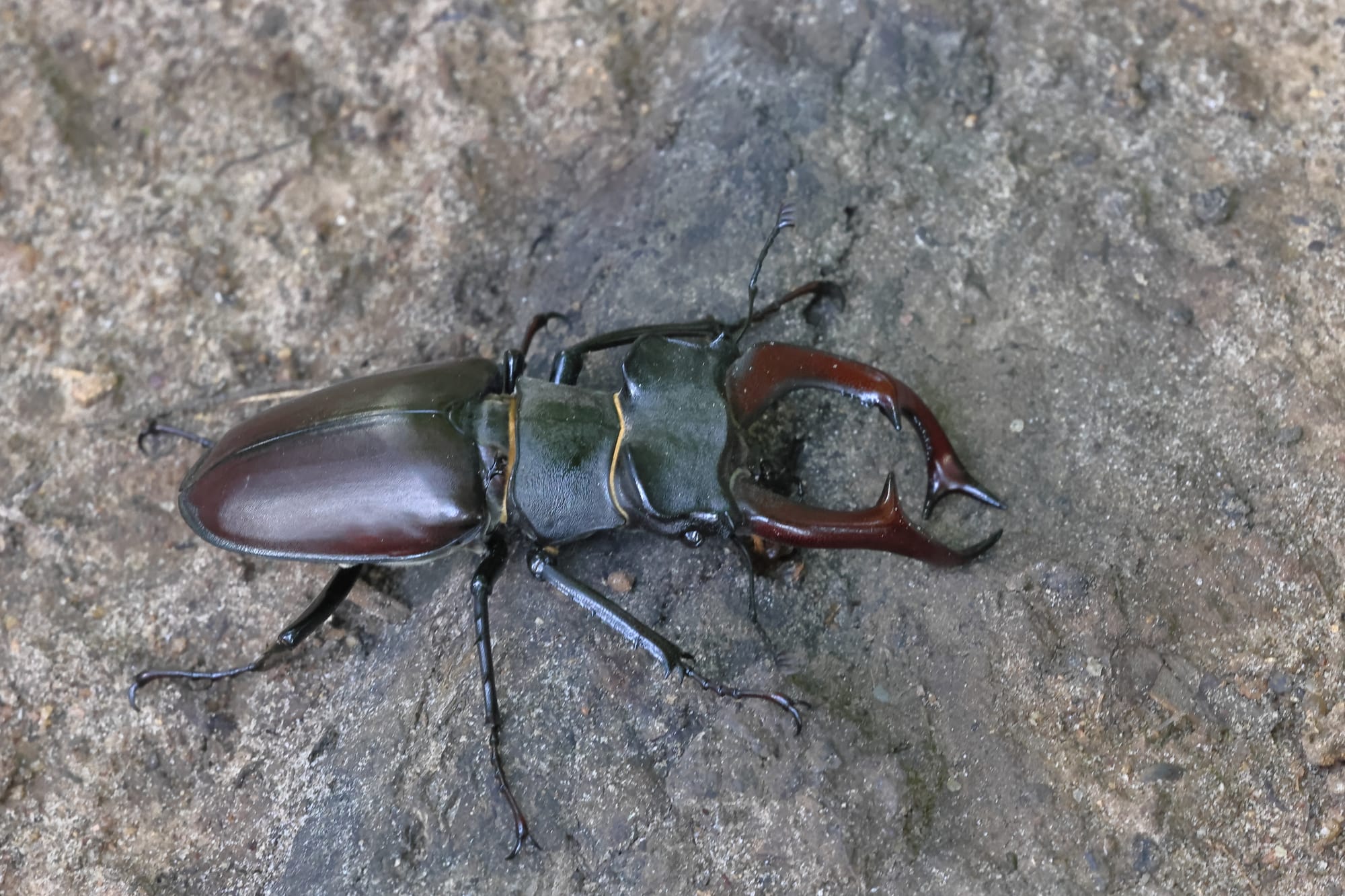 Stag Beetle