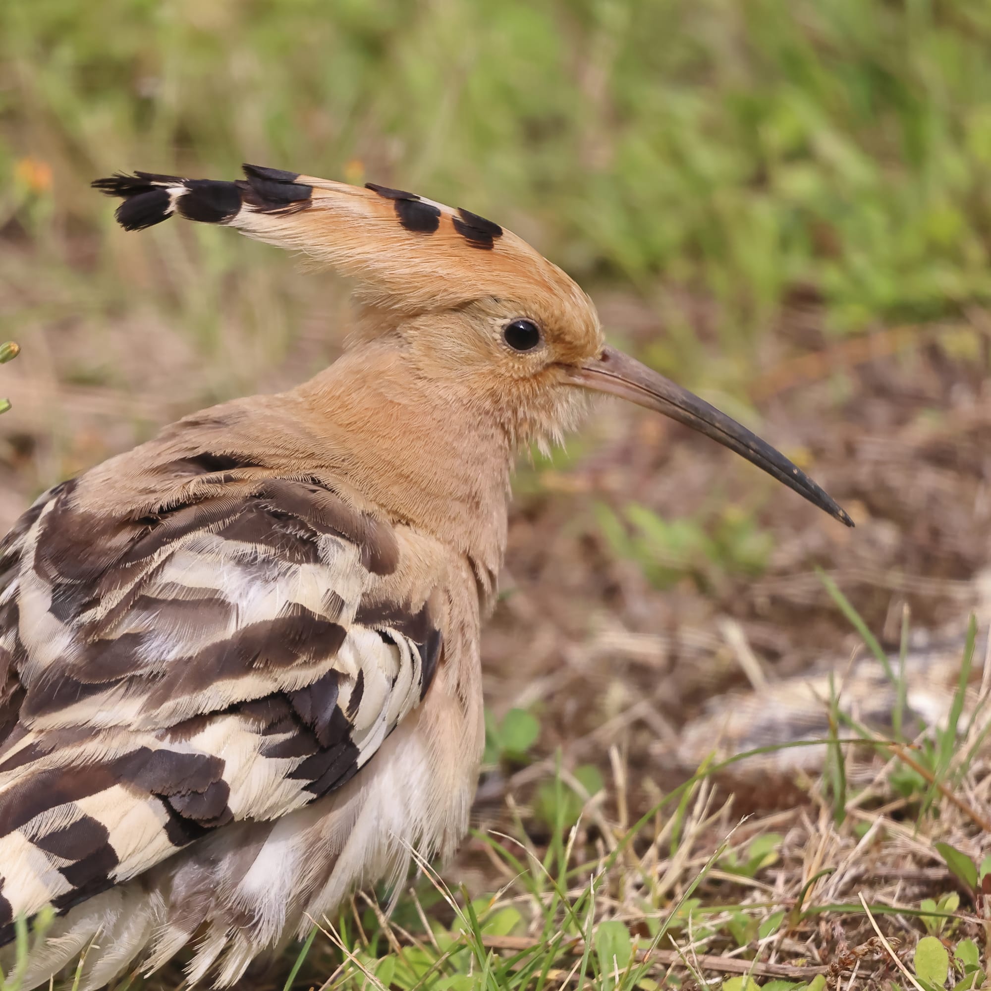 Hoopoe