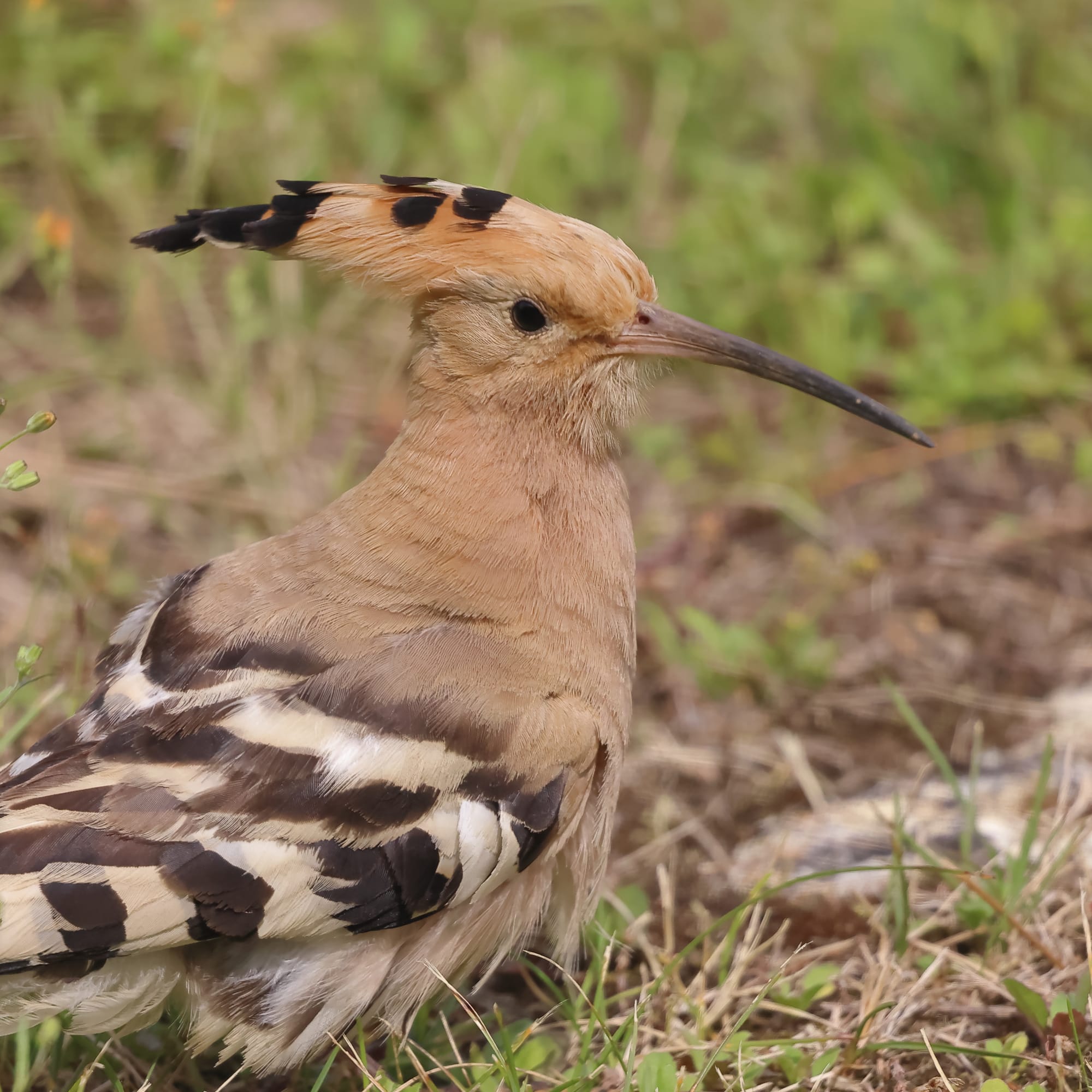 Hoopoe