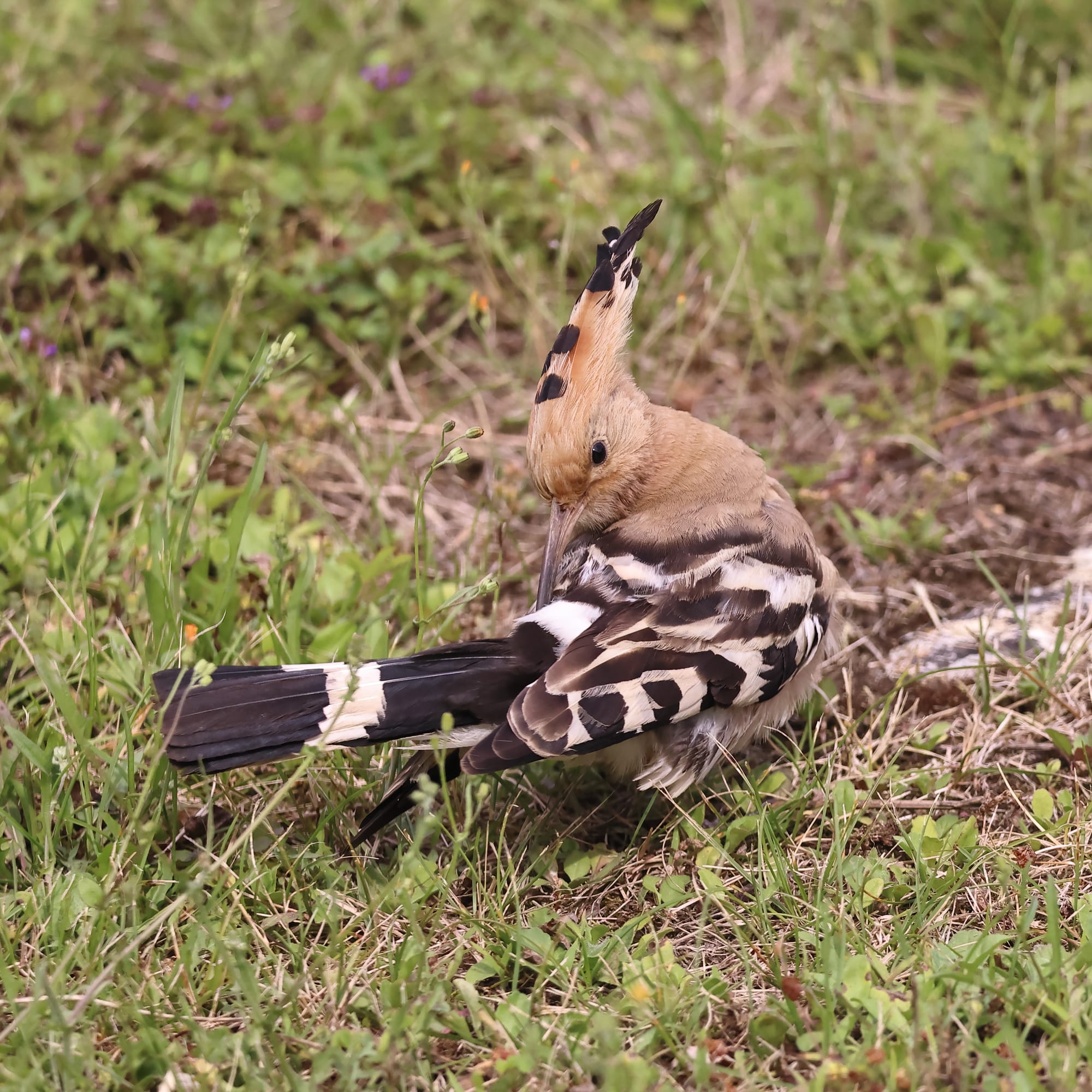 Hoopoe