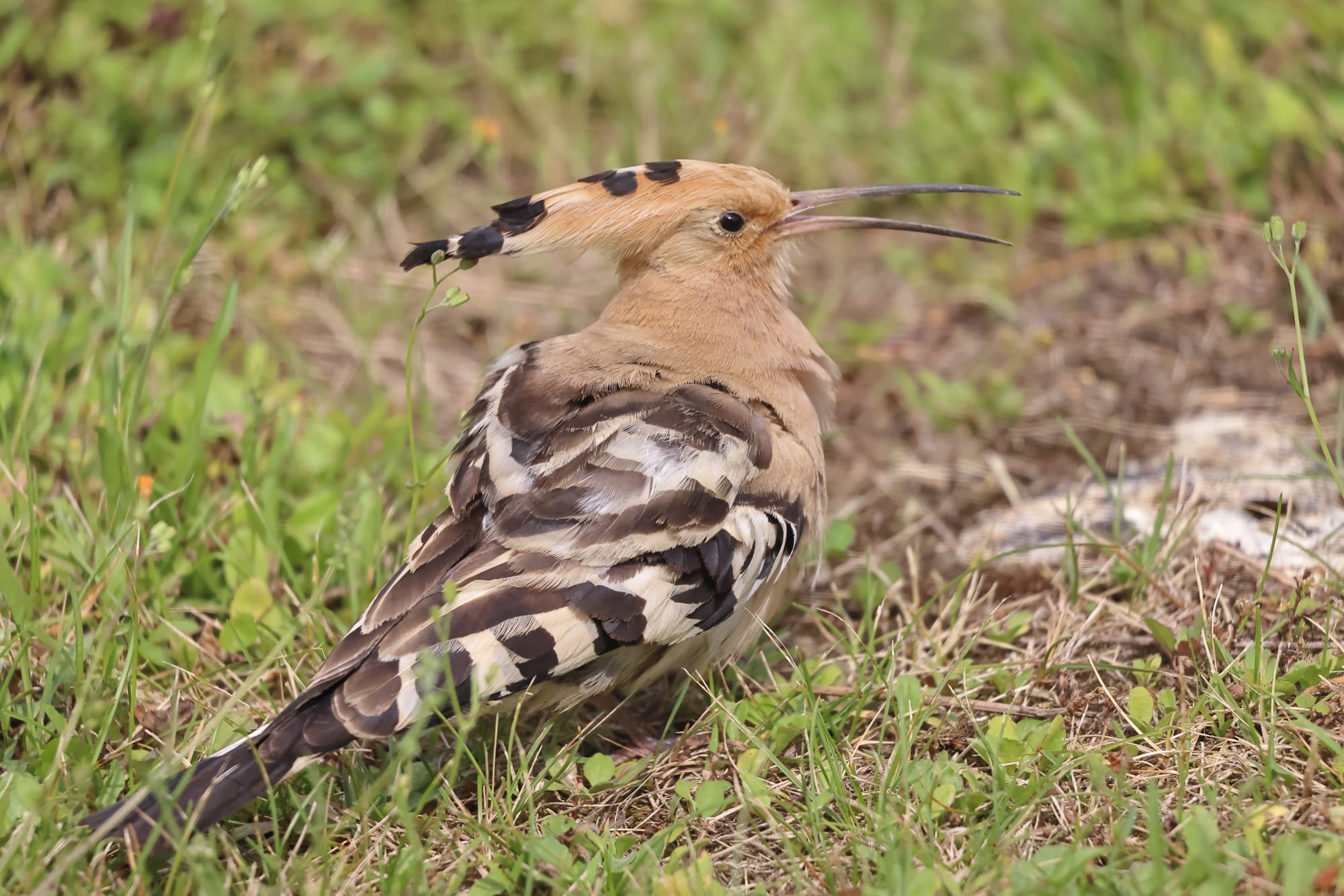 Hoopoe