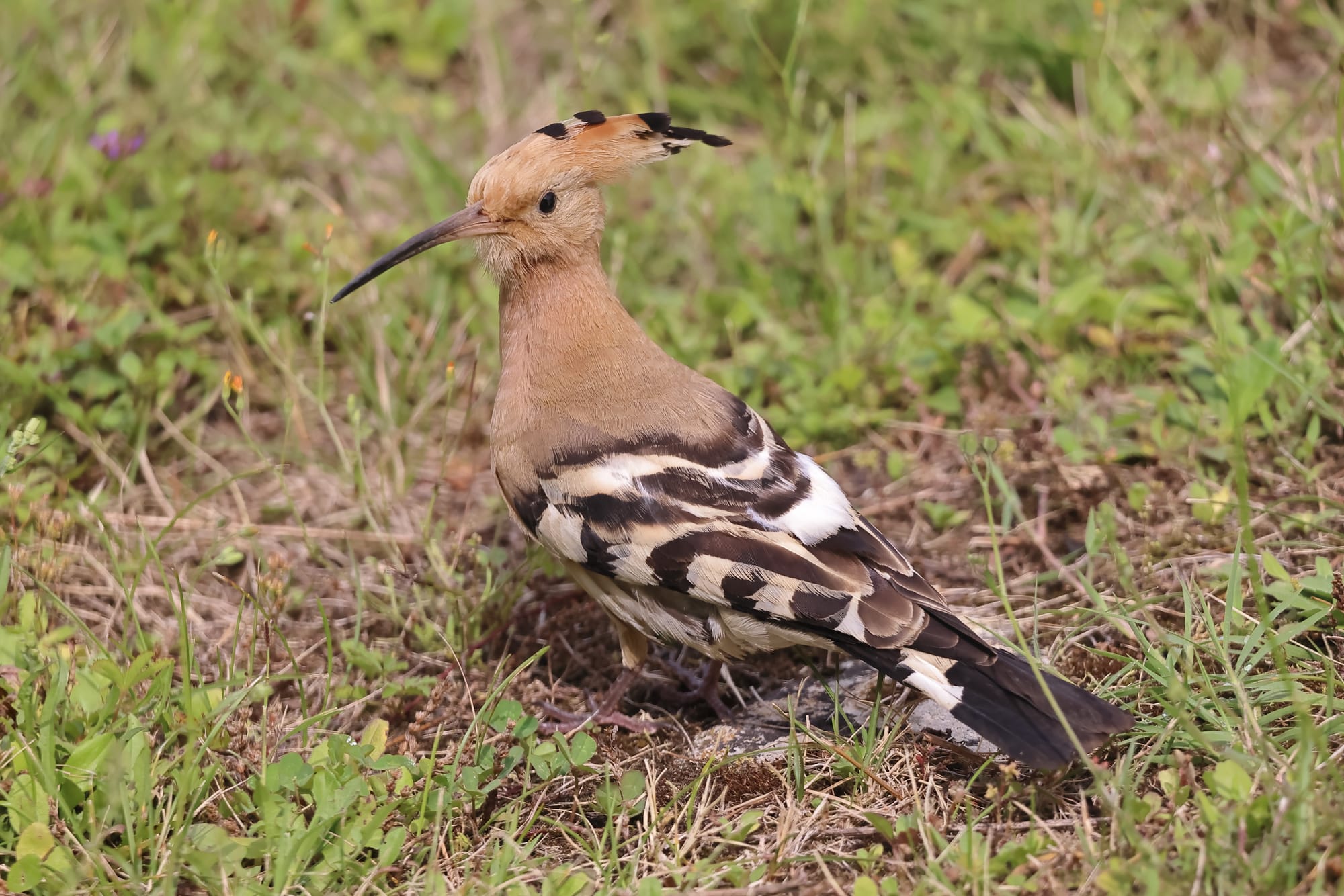 Hoopoe