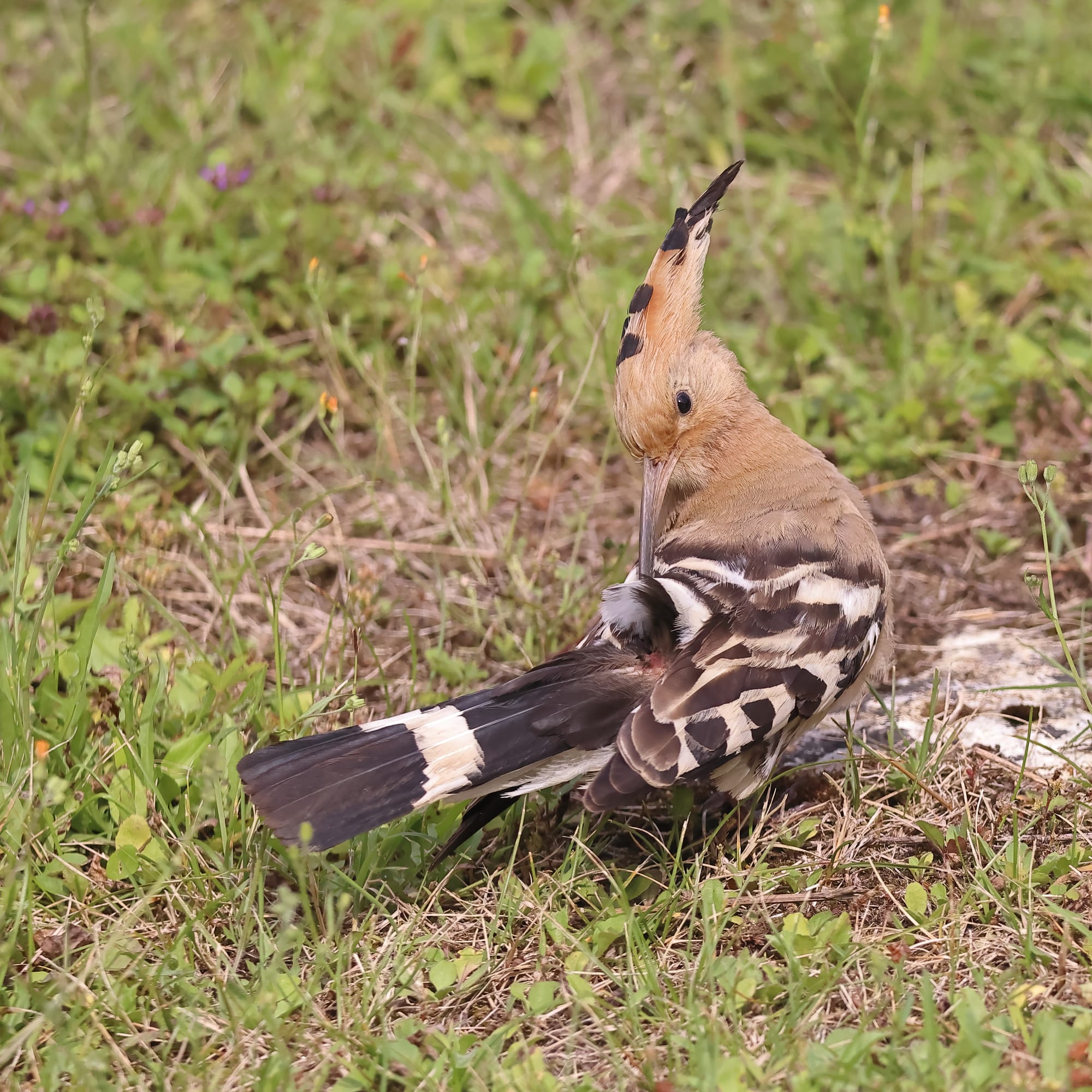 Hoopoe