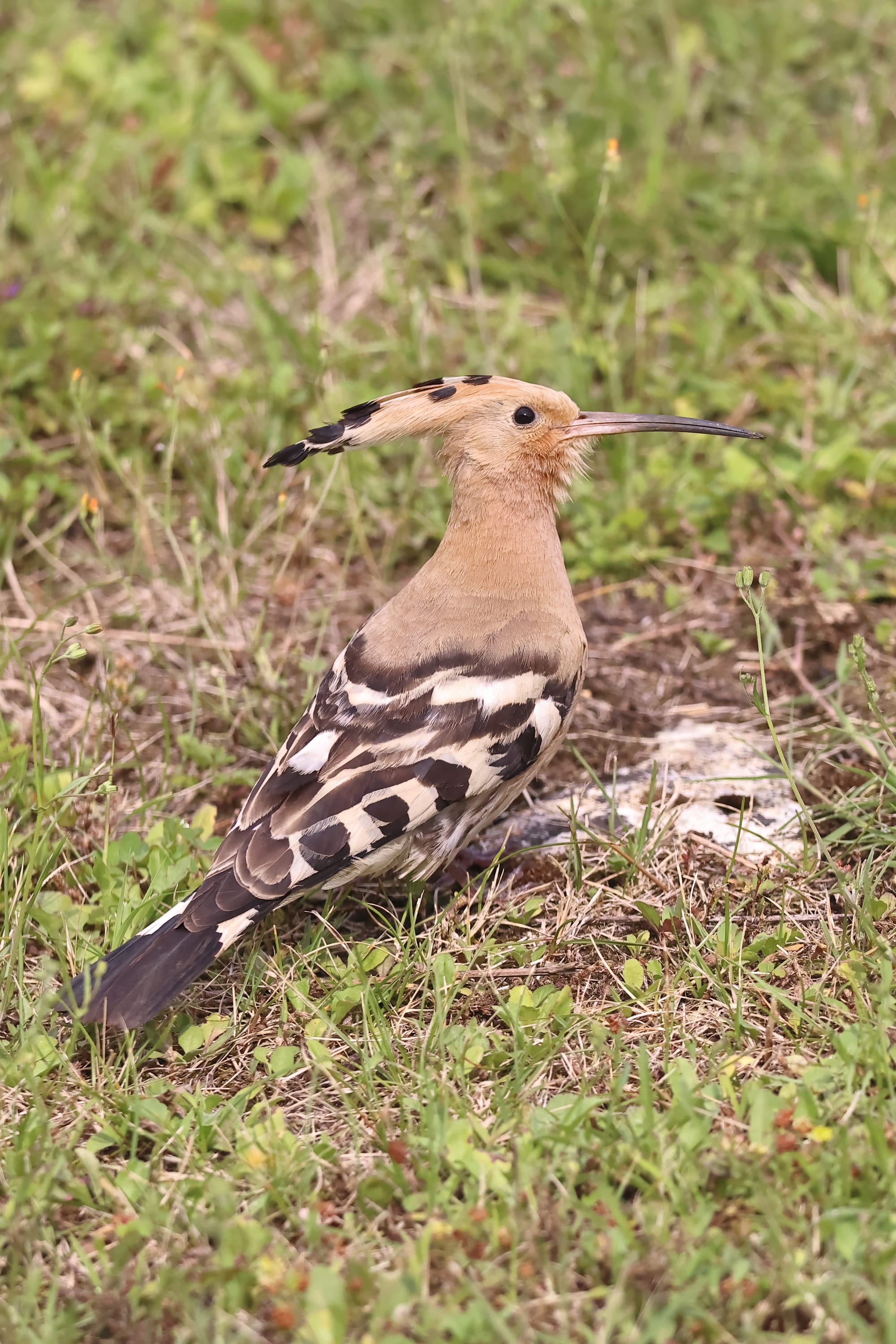 Hoopoe