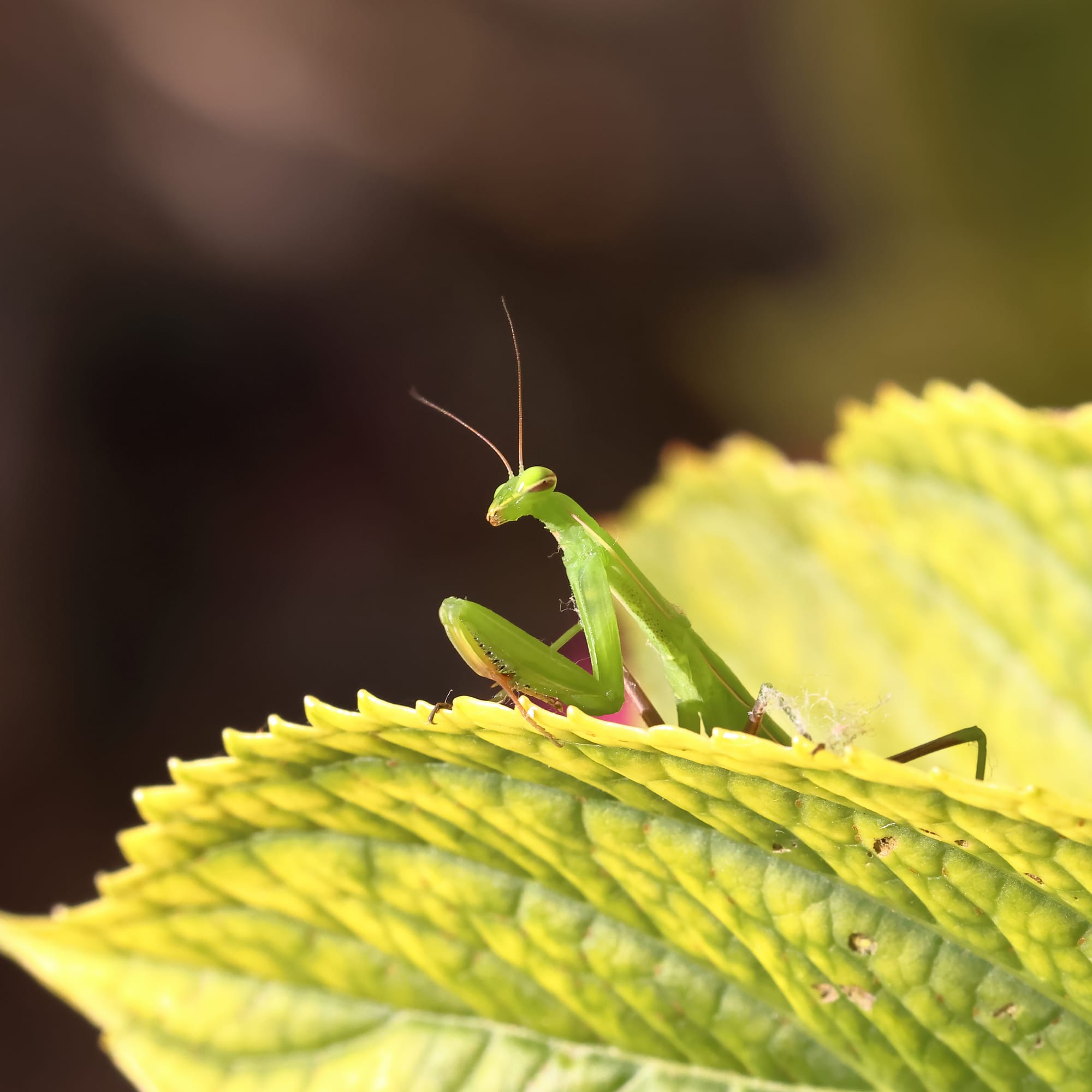 Praying Mantis