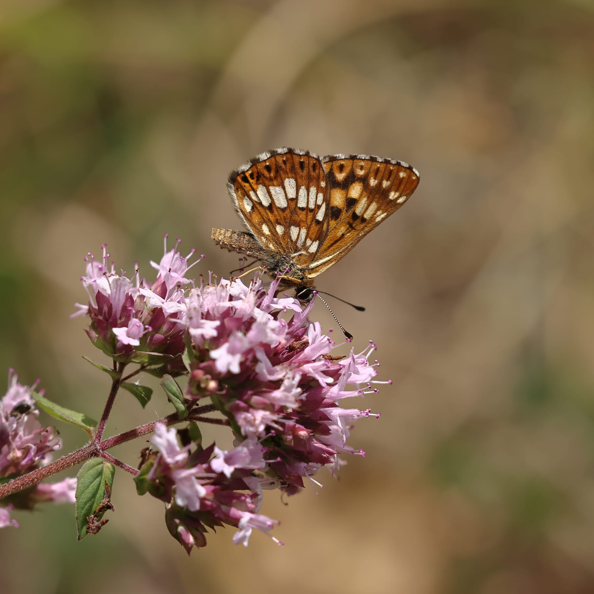 Duke of Burgundy Fritillary