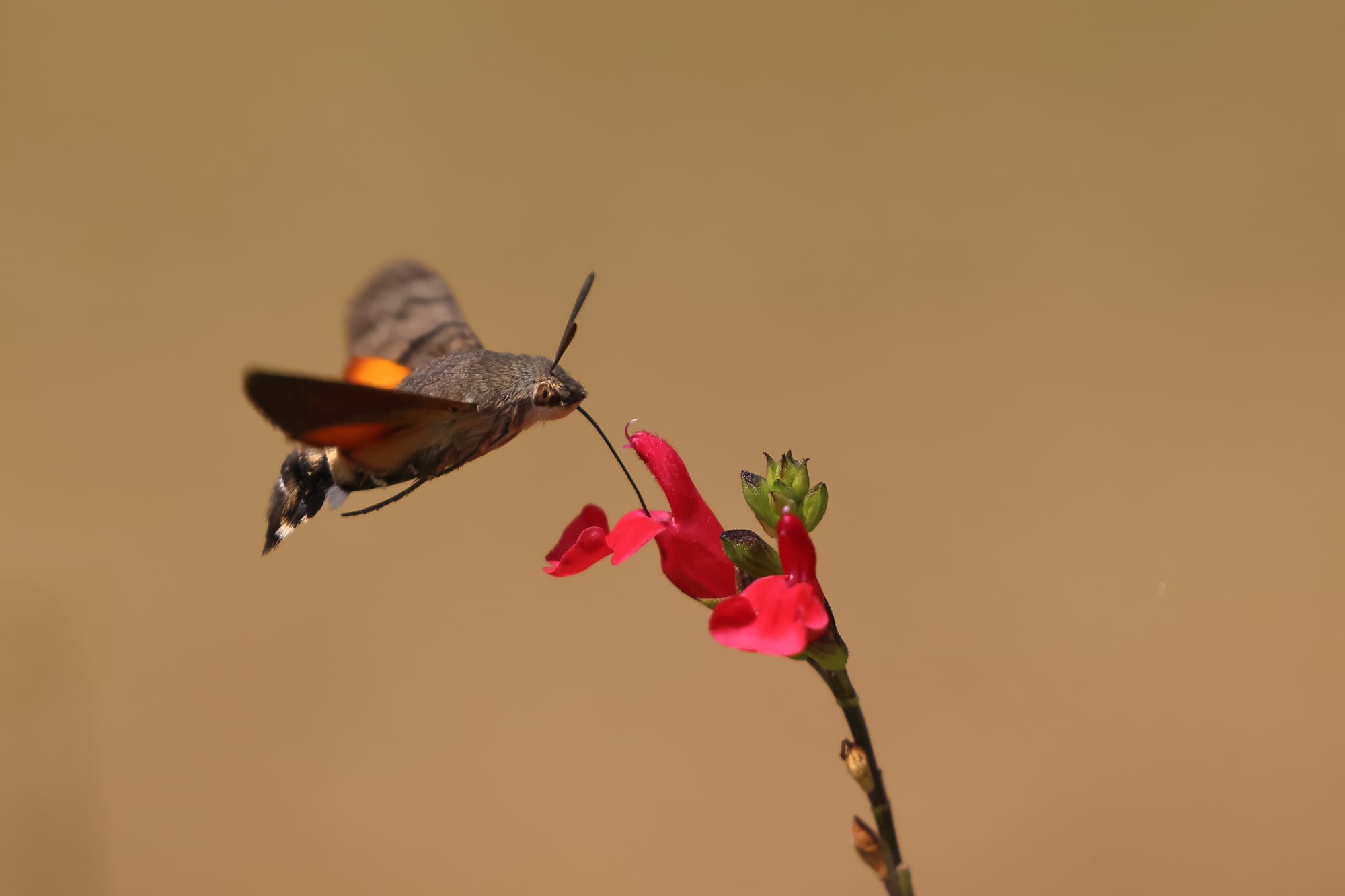 Hummingbird Hawk Moth