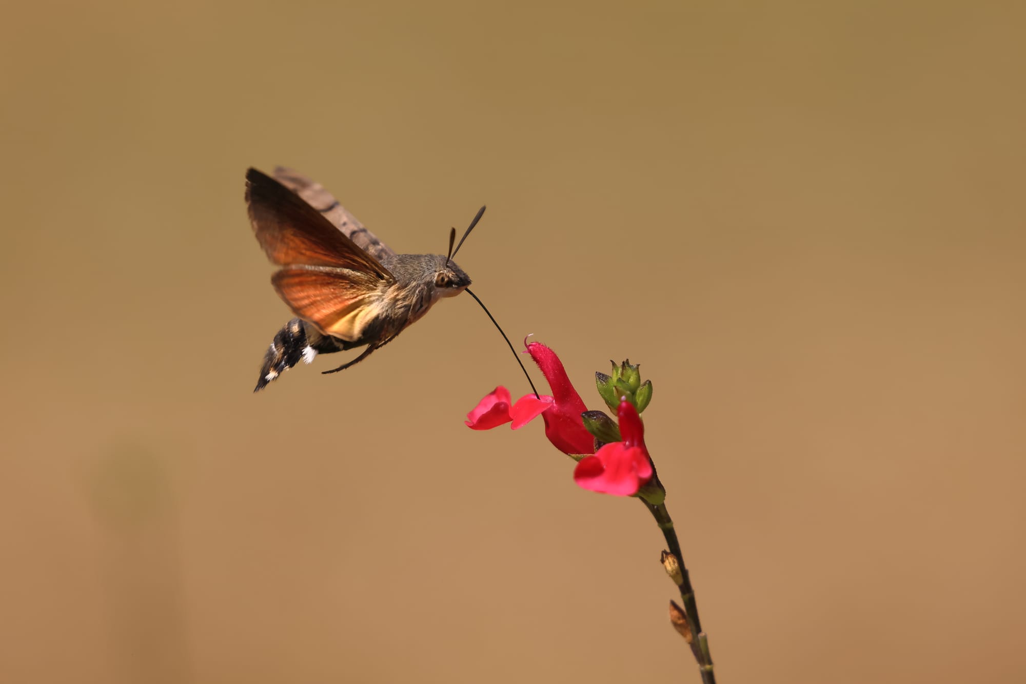 Hummingbird Hawk Moth