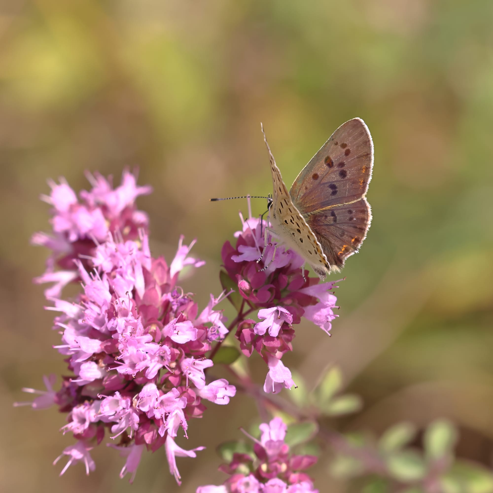 Sooty Copper