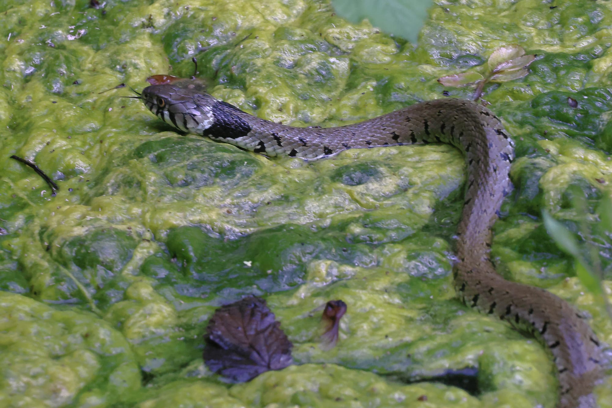 Grass snake