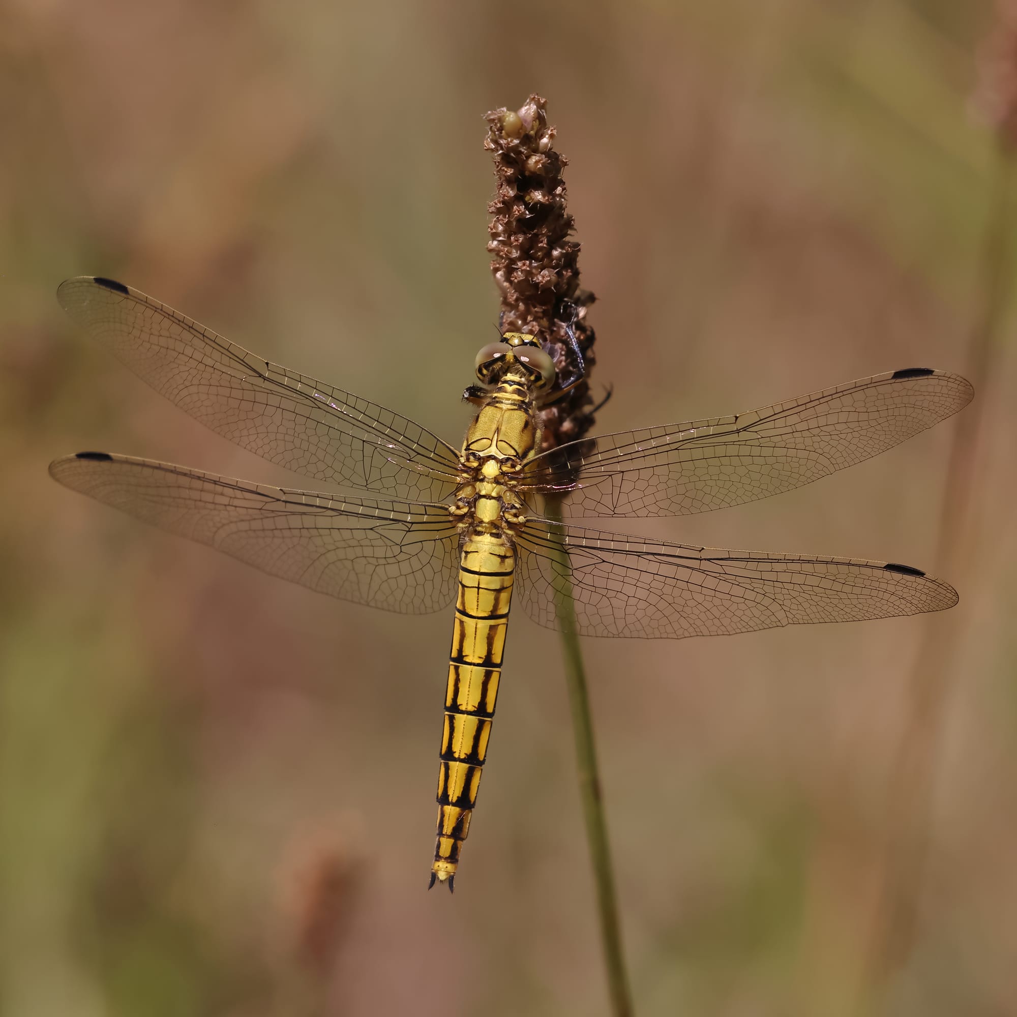 Black-tailed Skimmer