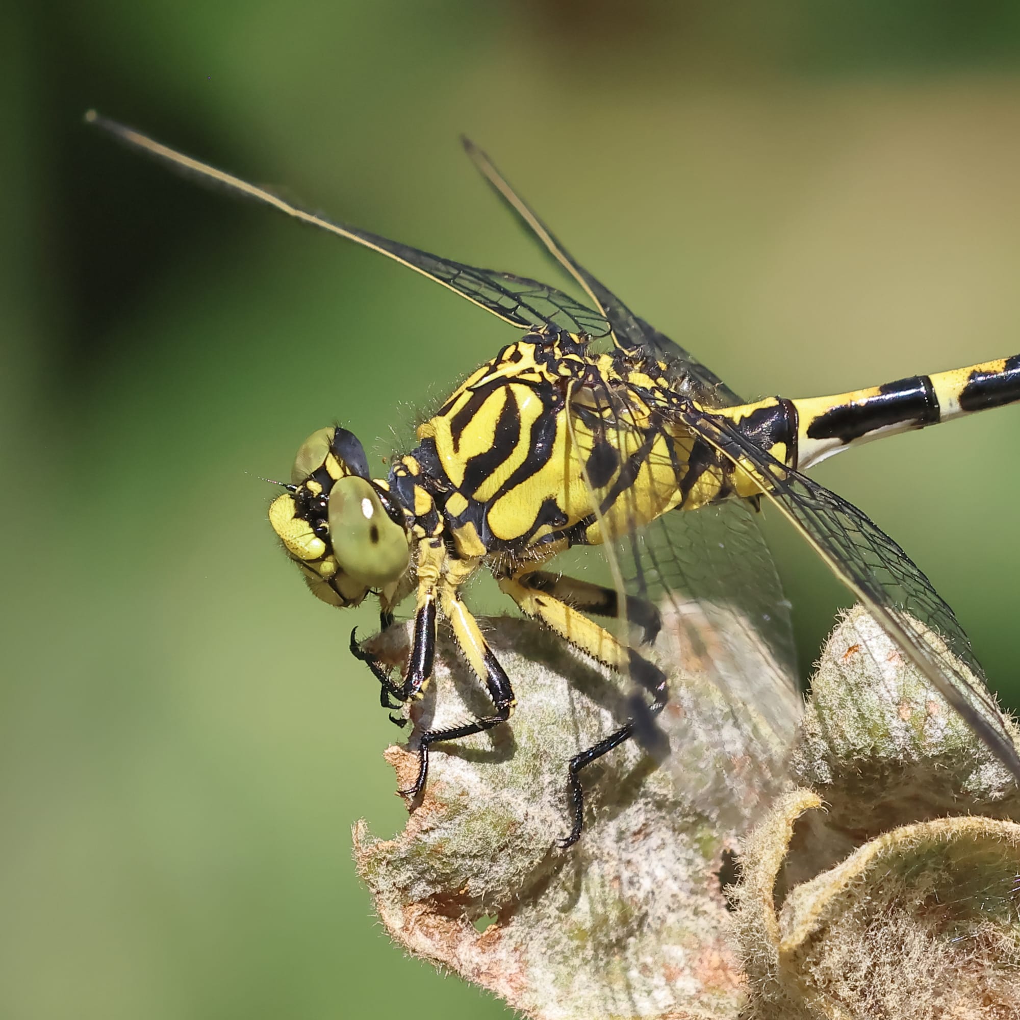 Small Pincertail