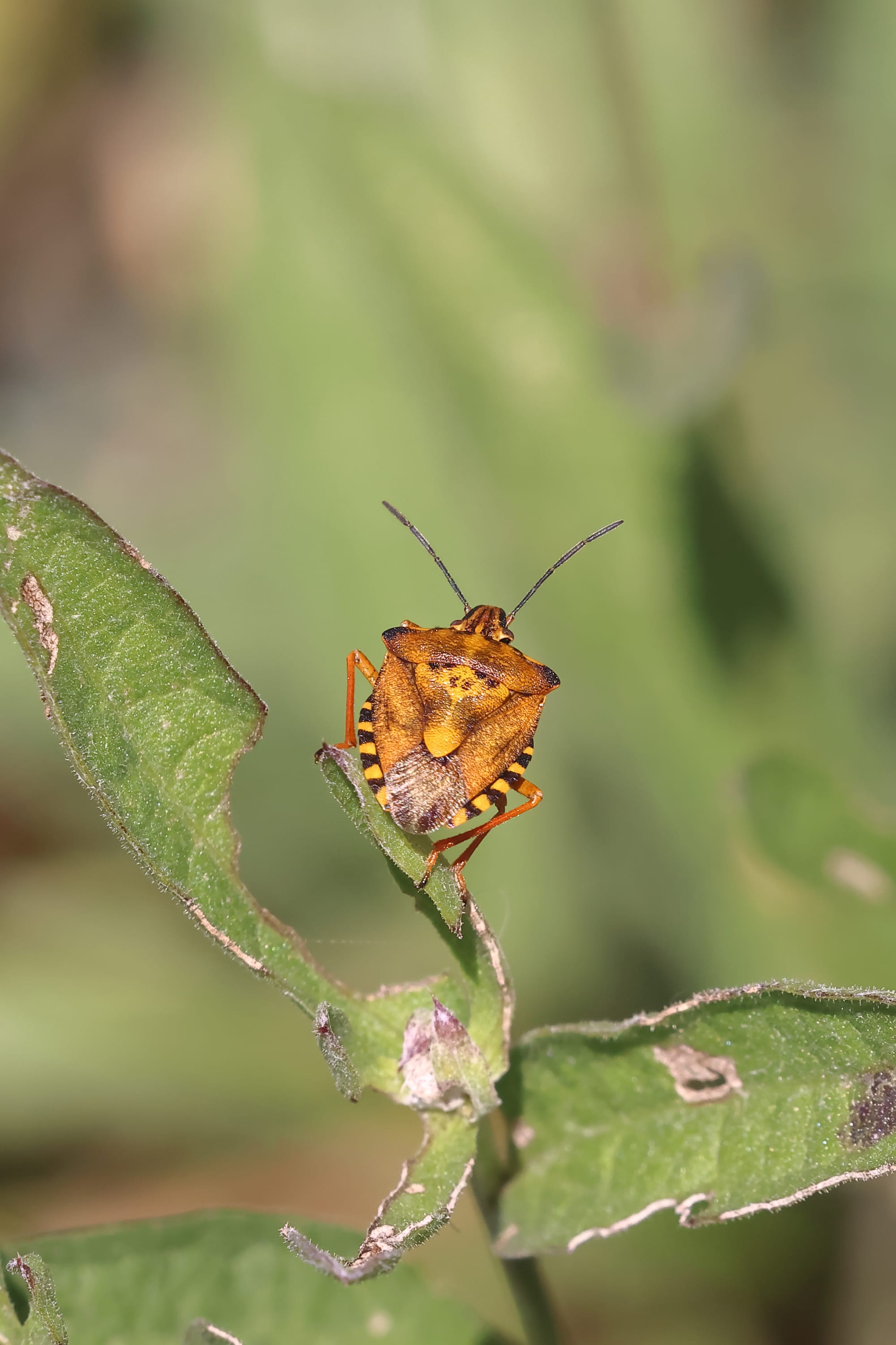 Red Shieldbug