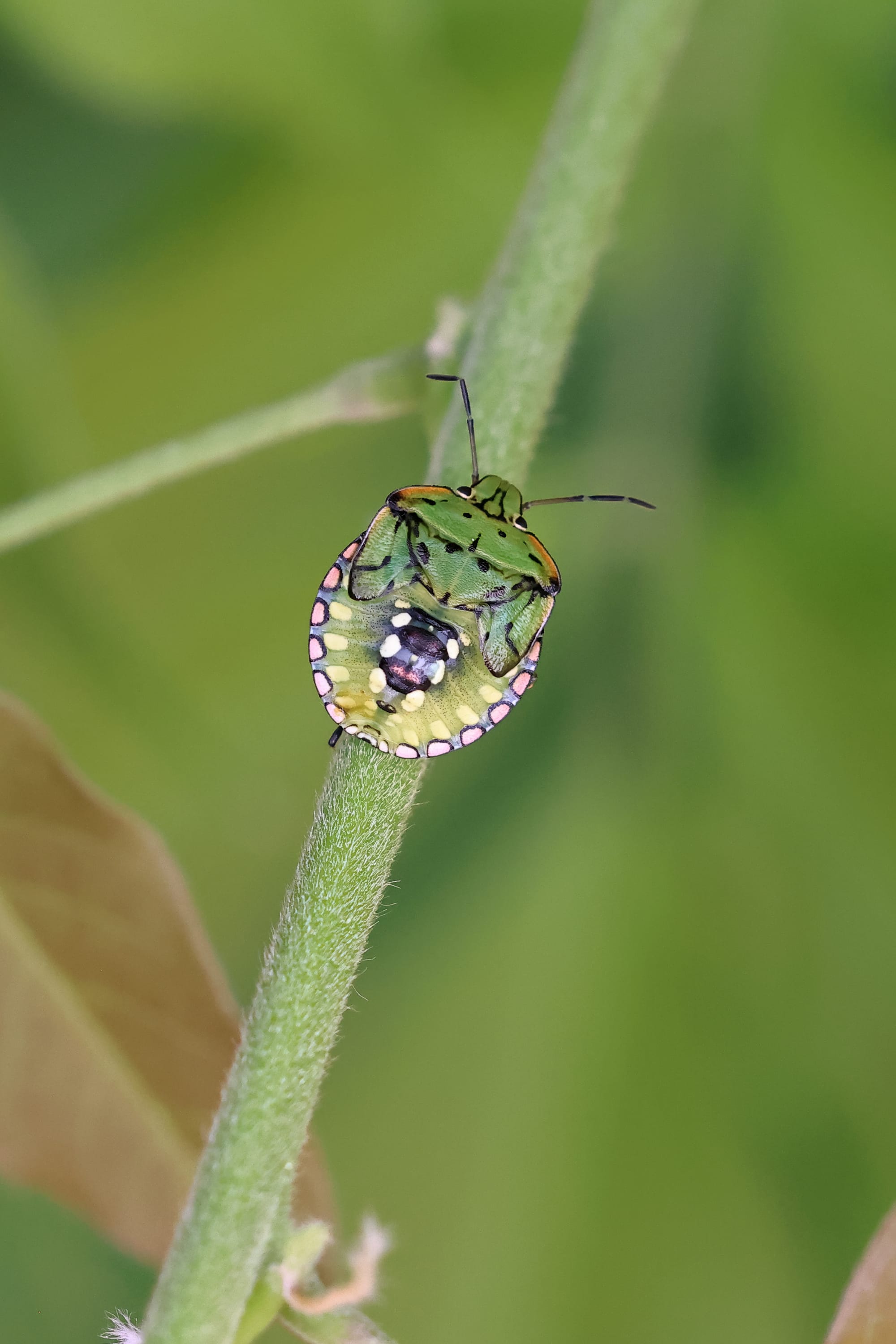 Southern Green Shieldbug