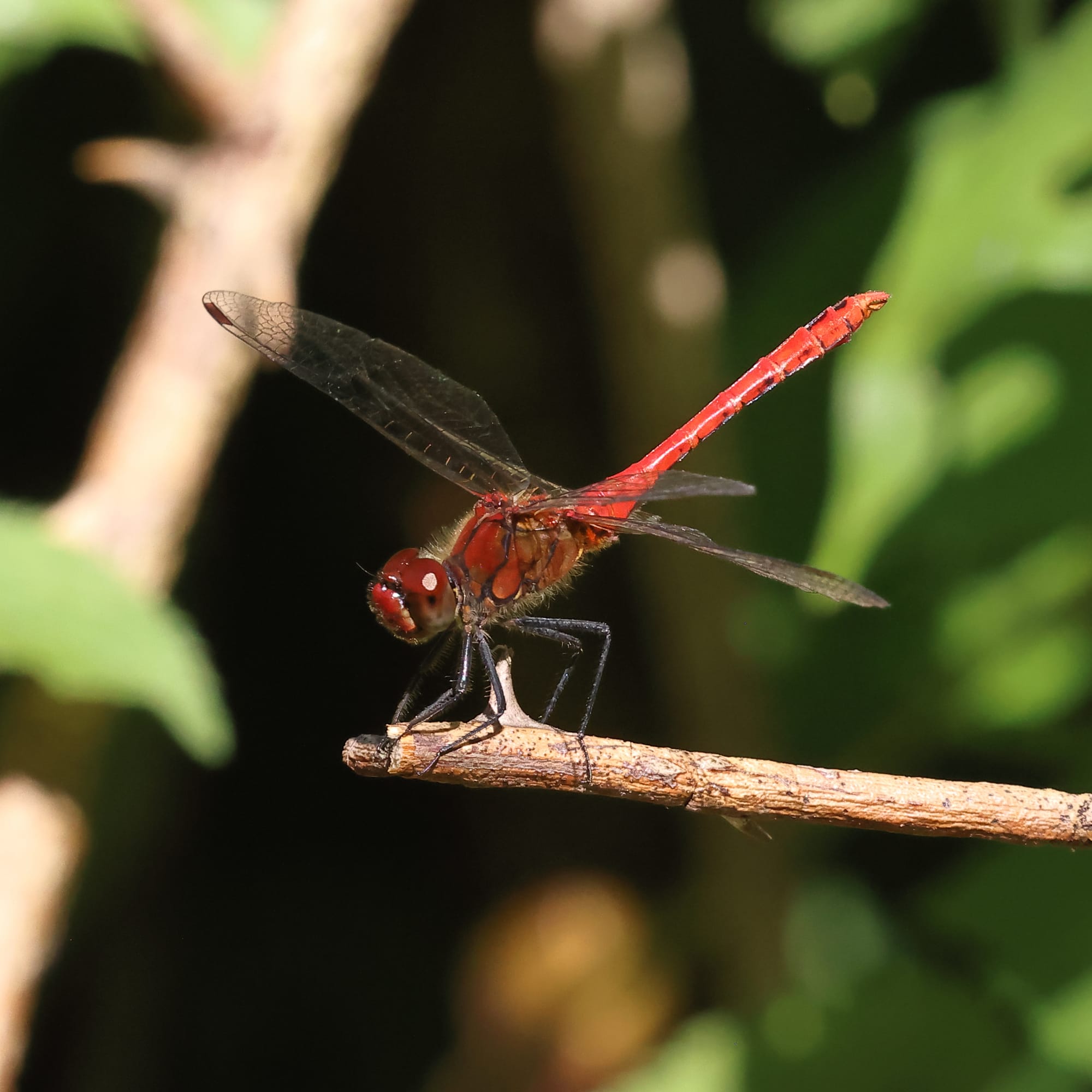 Ruddy Darter