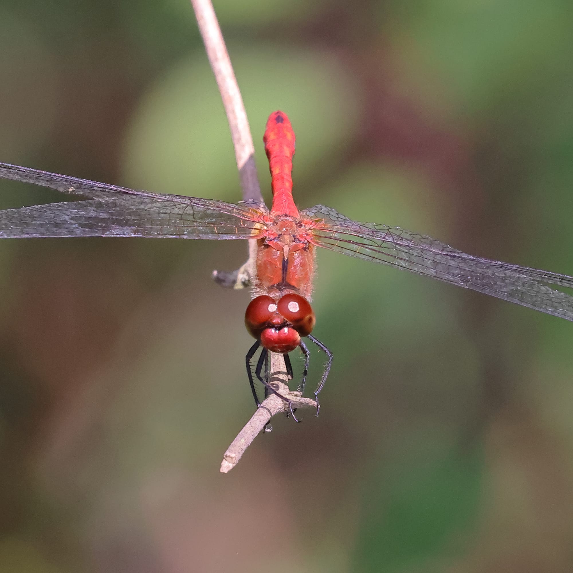 Ruddy Darter