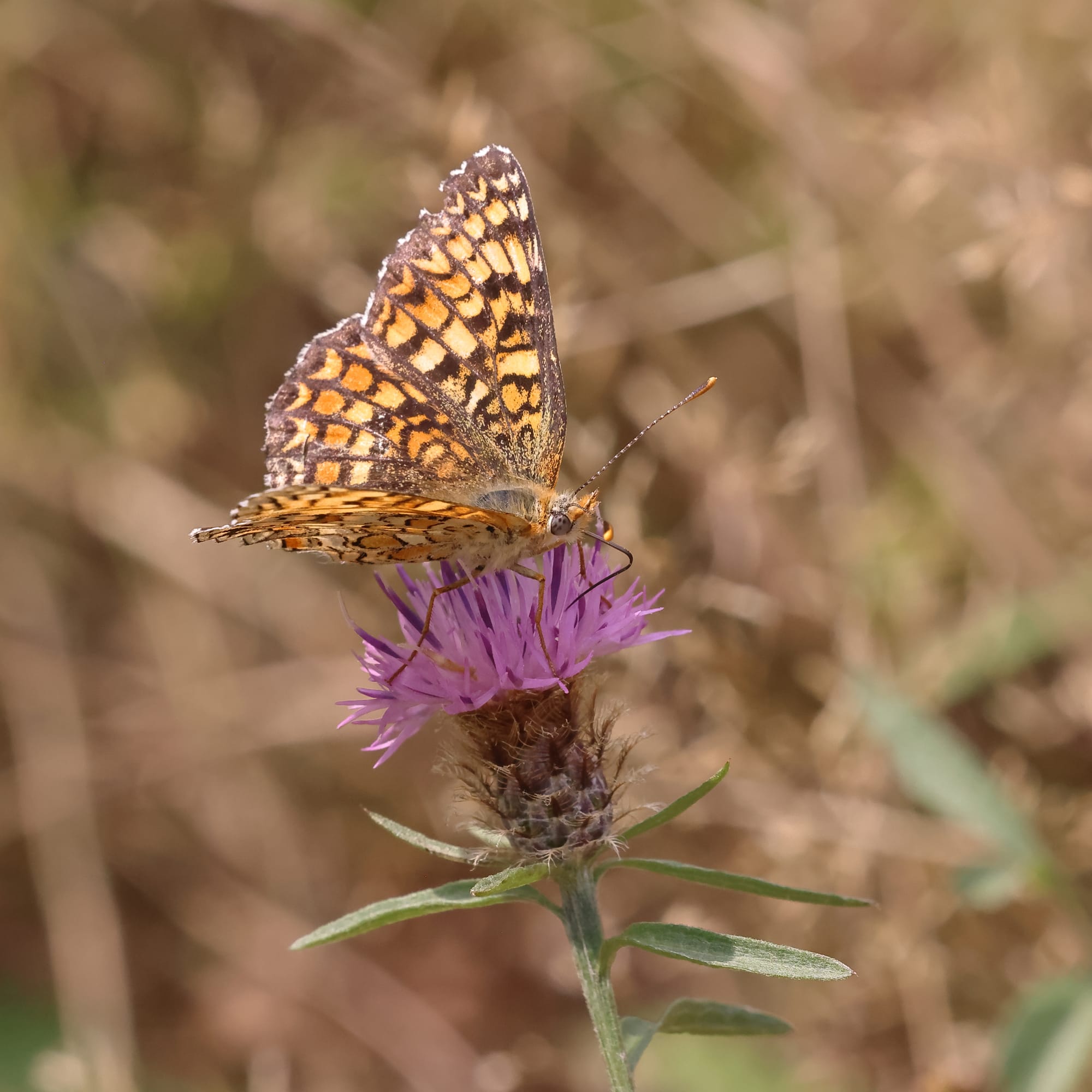 Knapweed Fritillary