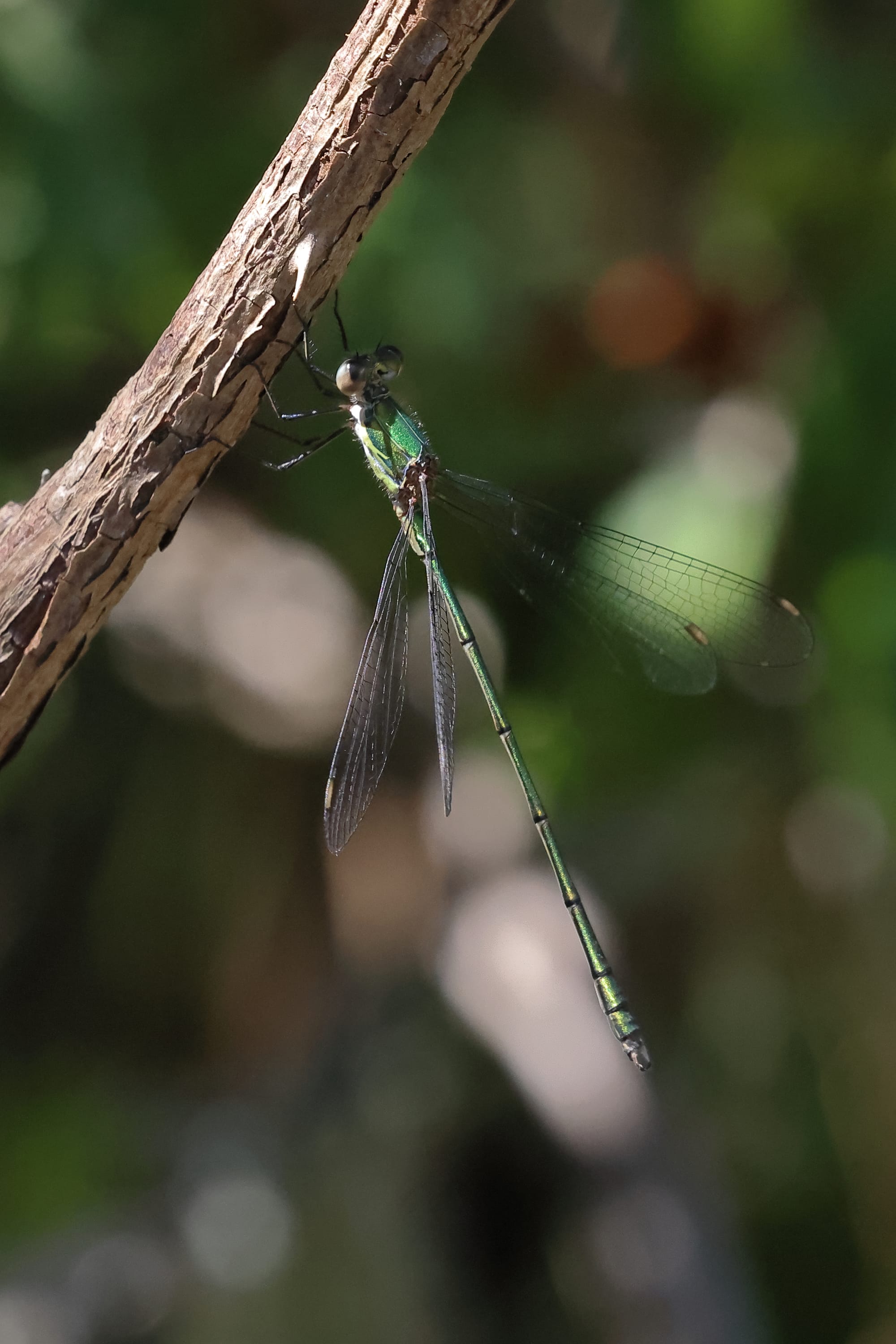 Small Emerald Damselfly