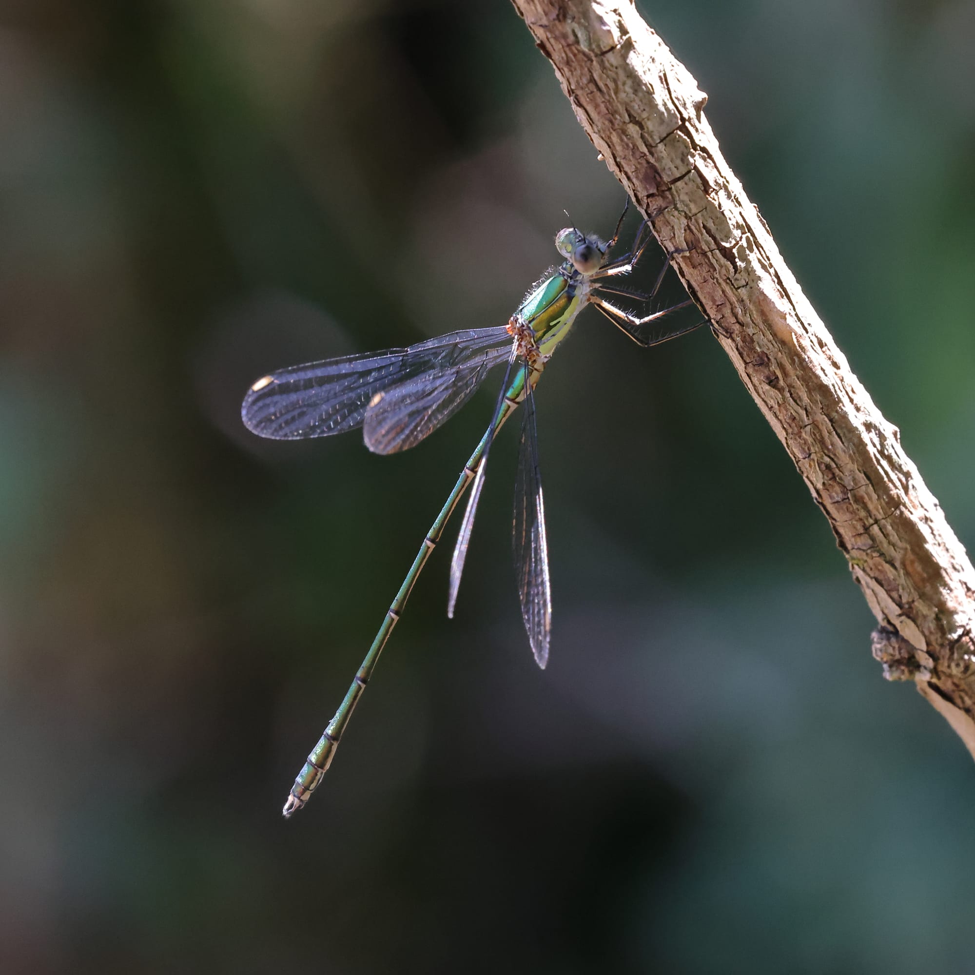 Small Emerald Damselfly