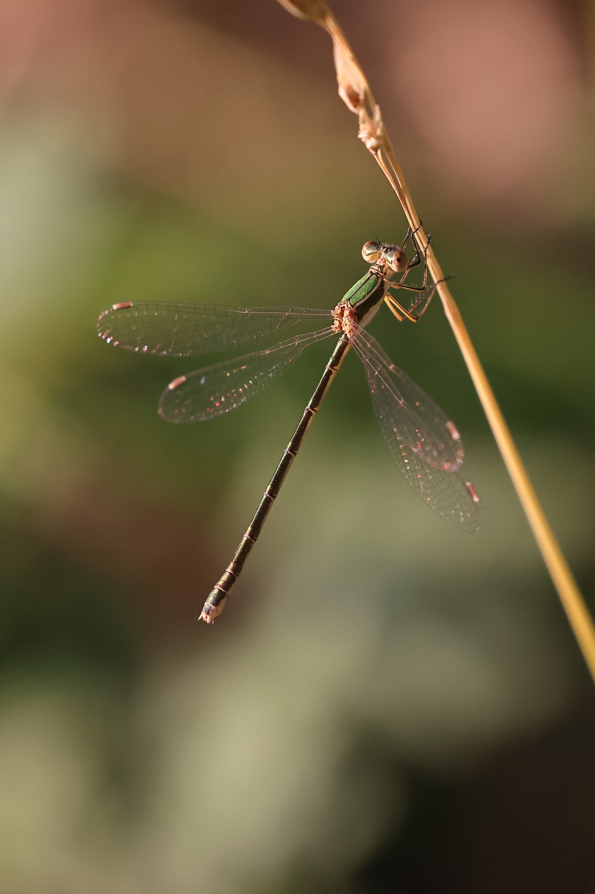 Southern Emerald Damselfly