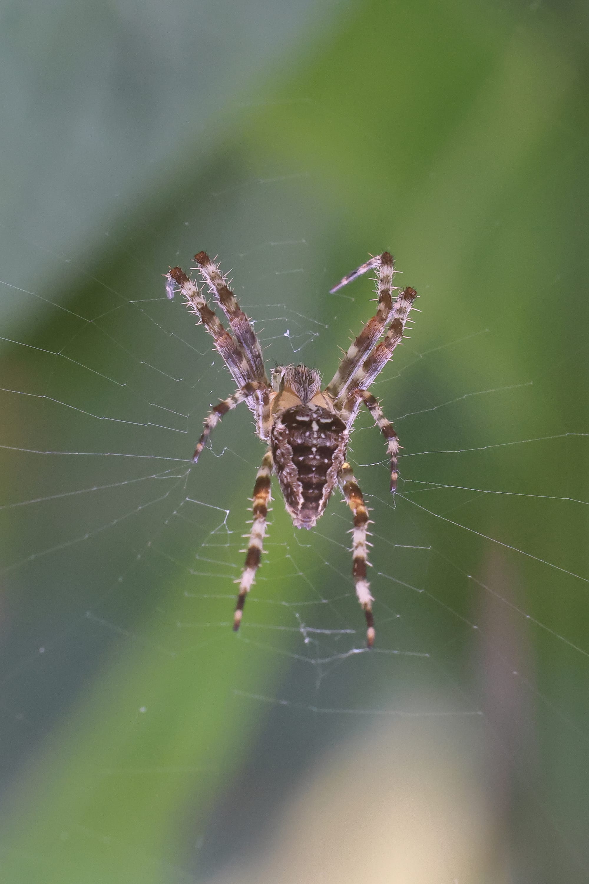 Garden Spider