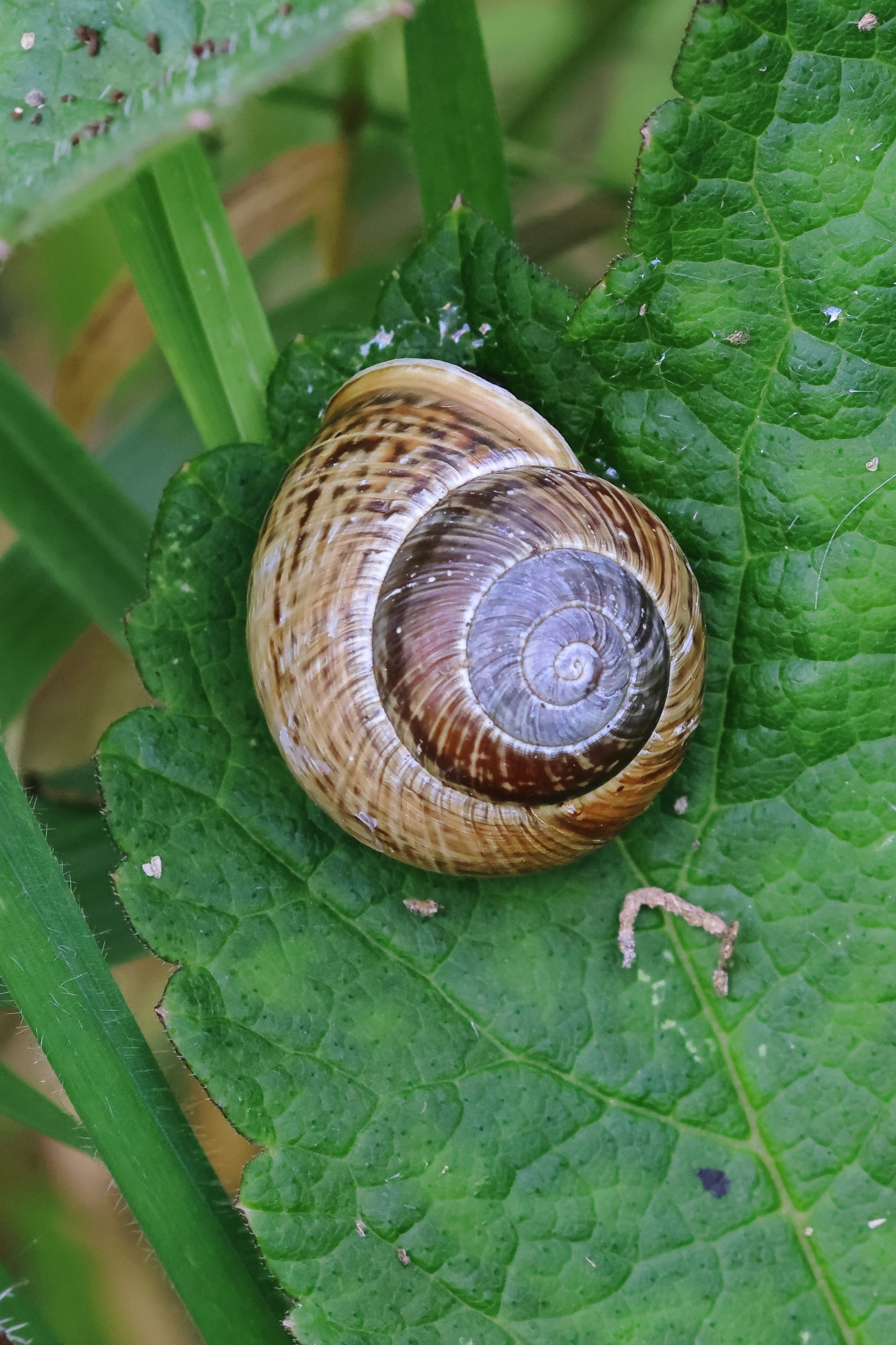 Copse Snail