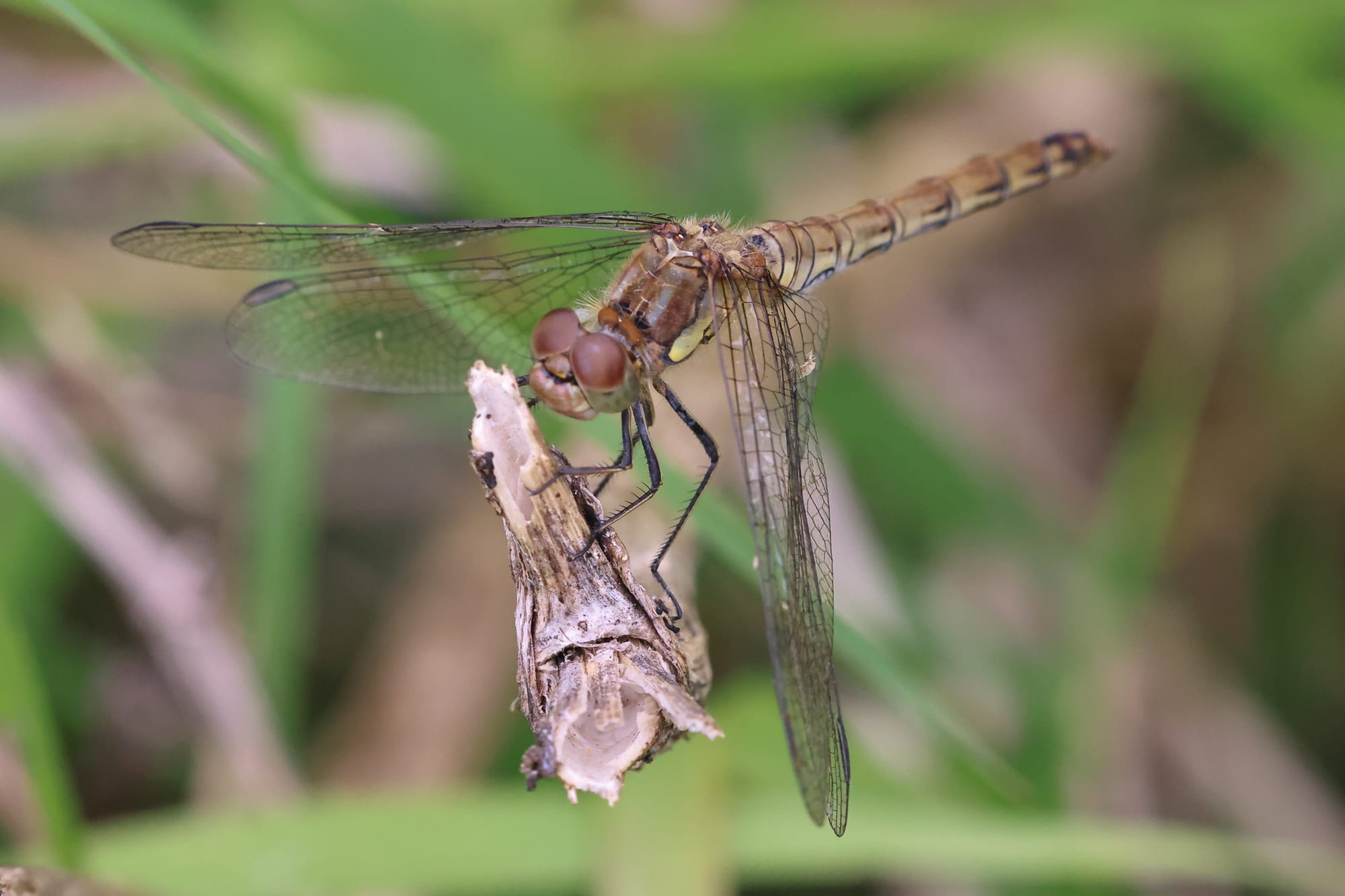 Common Darter