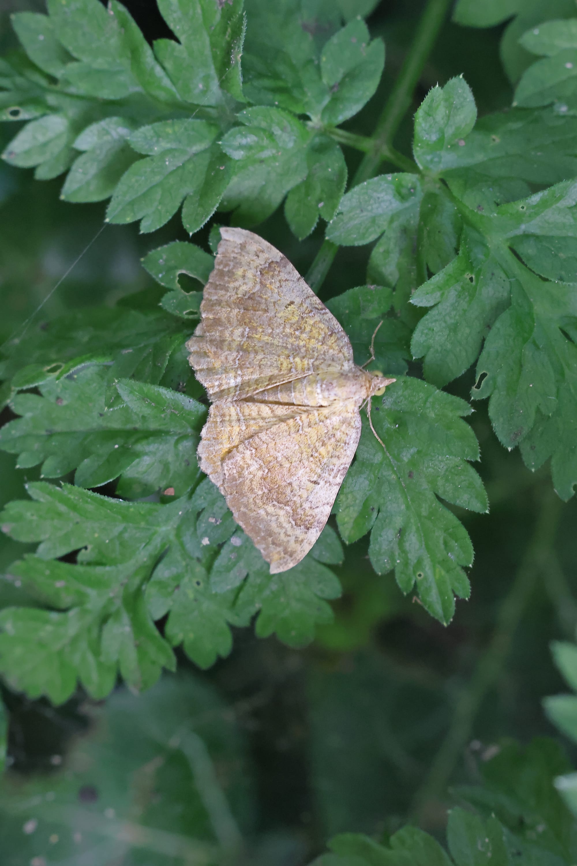 Yellow Shell Moth