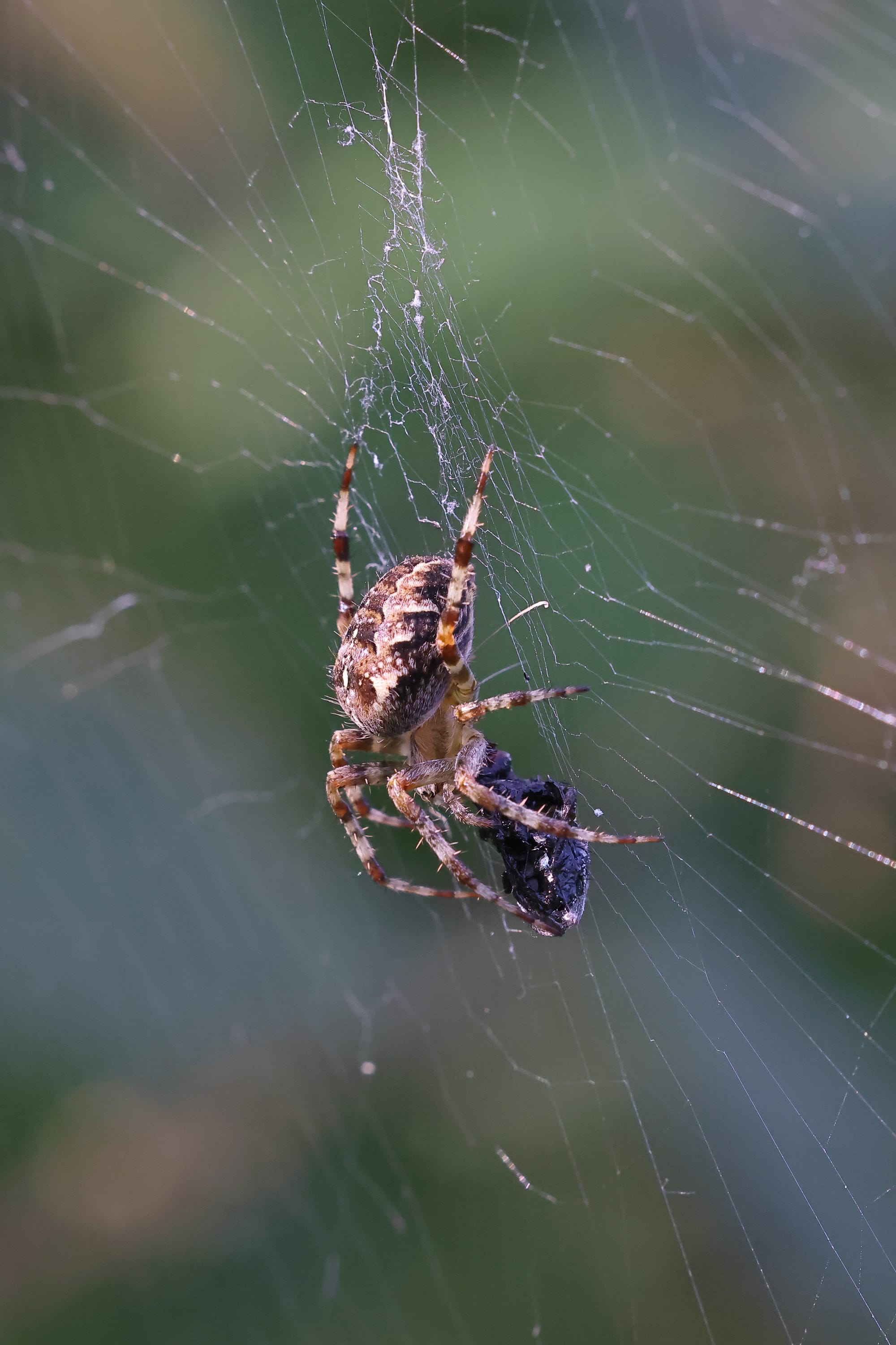 Garden Spider