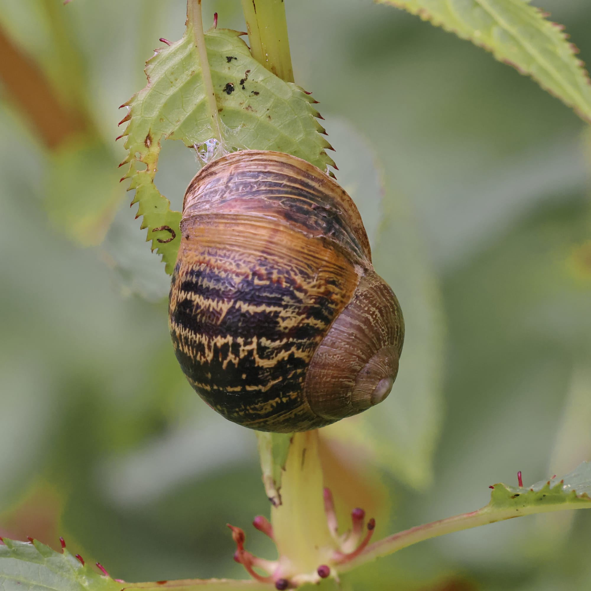 Garden Snail