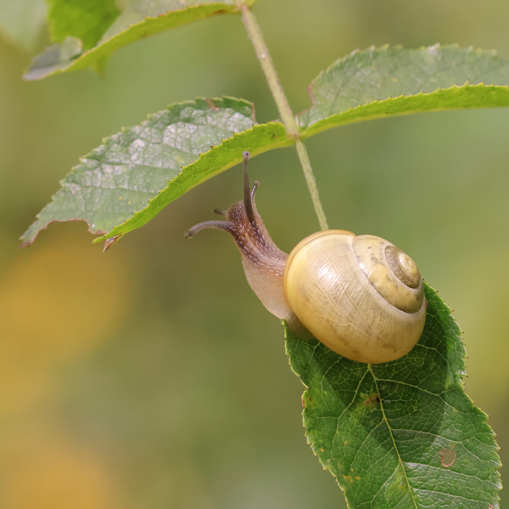 White-lipped Snail