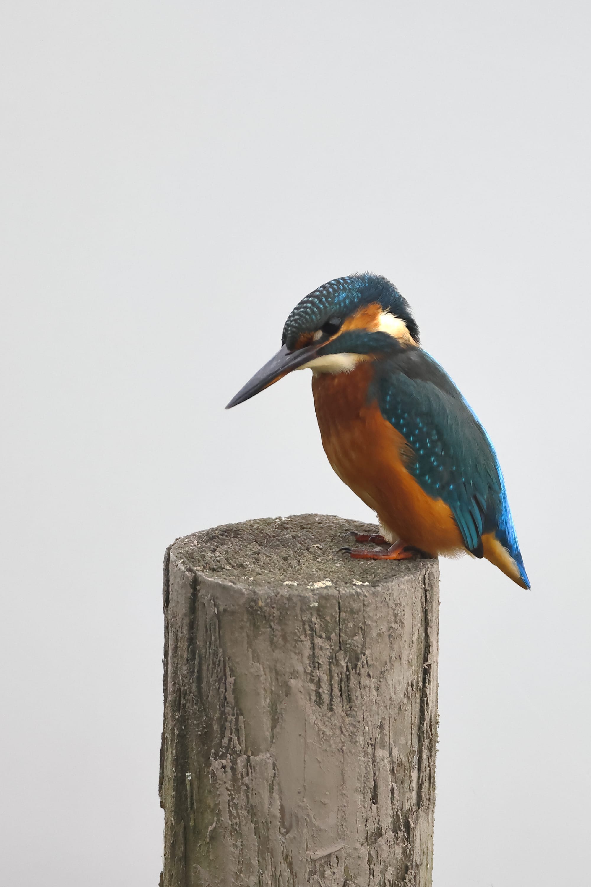 Kingfisher