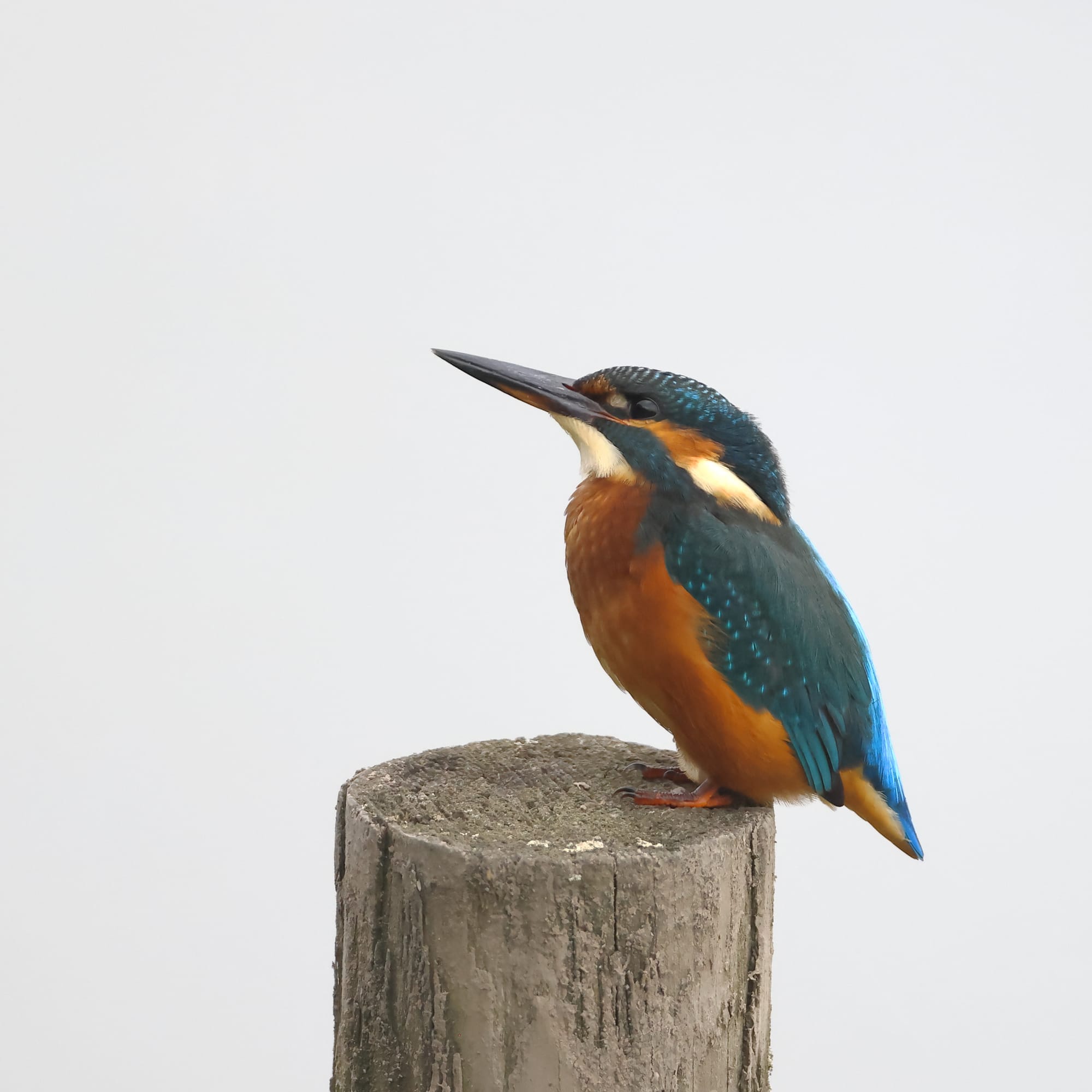 Kingfisher