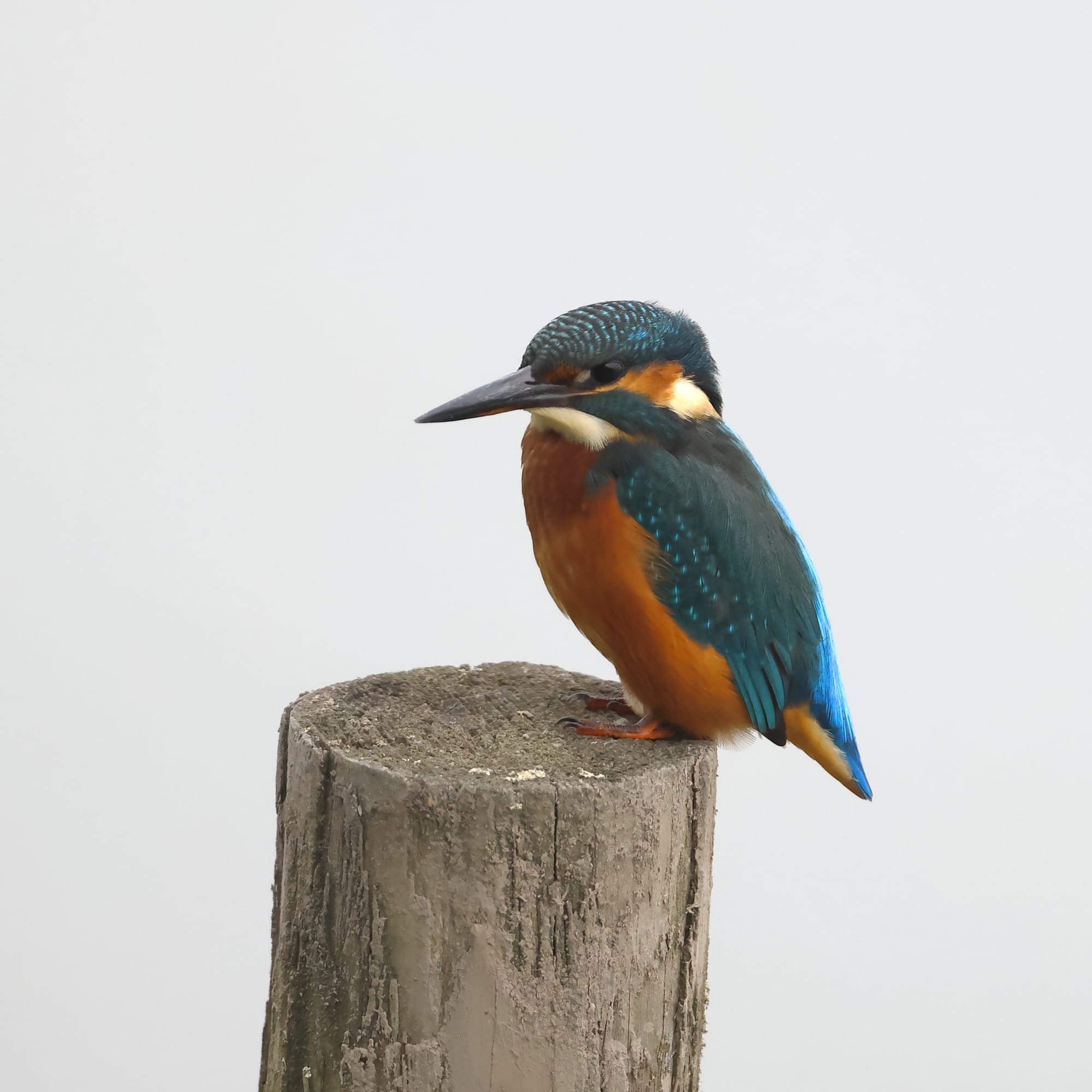 Kingfisher