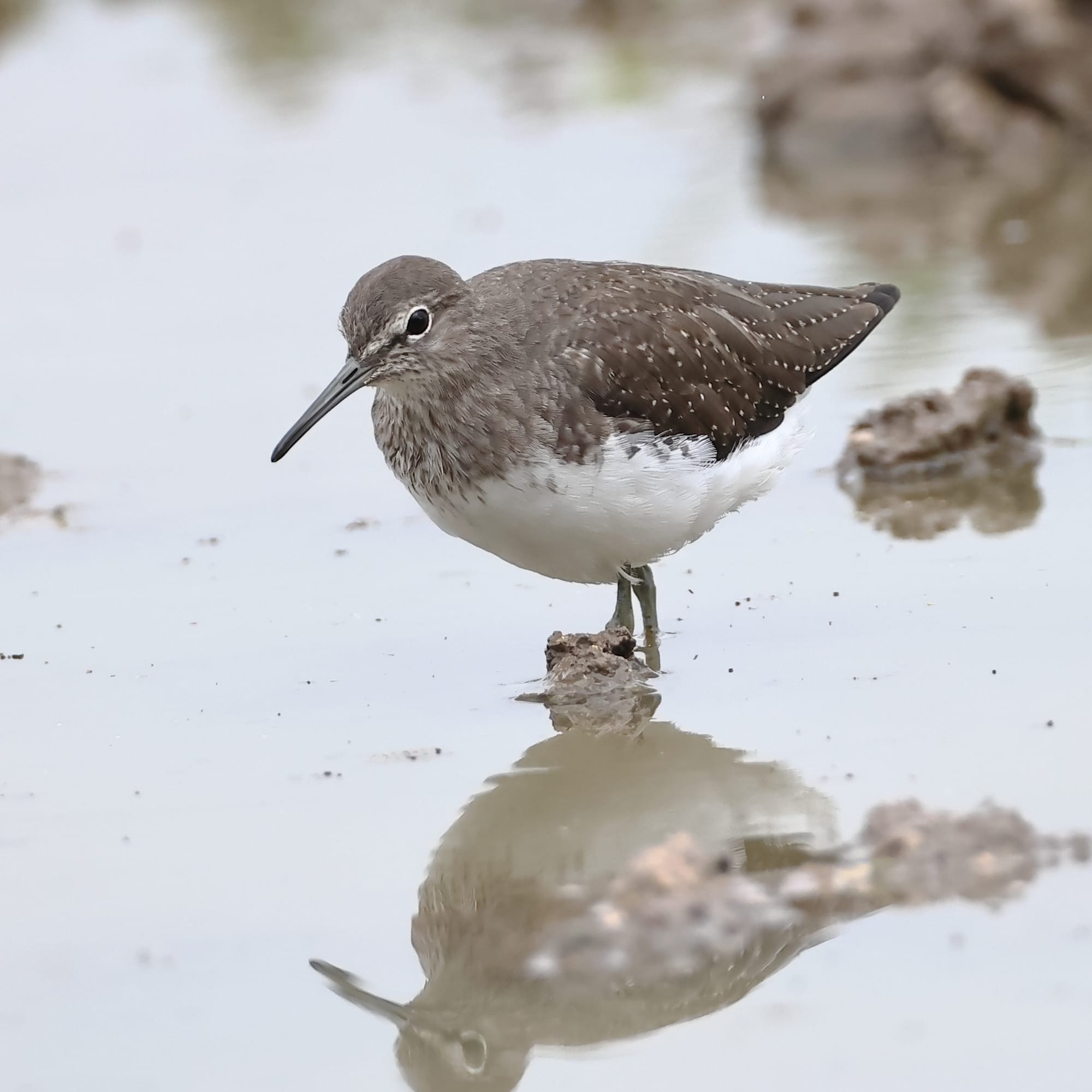 Green Sandpiper