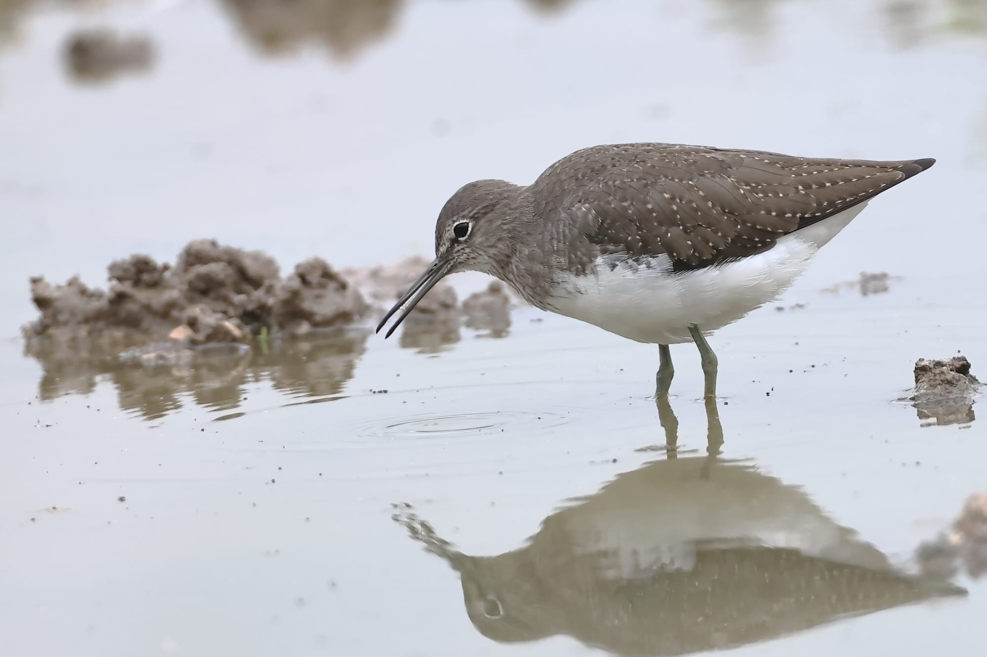 Green Sandpiper