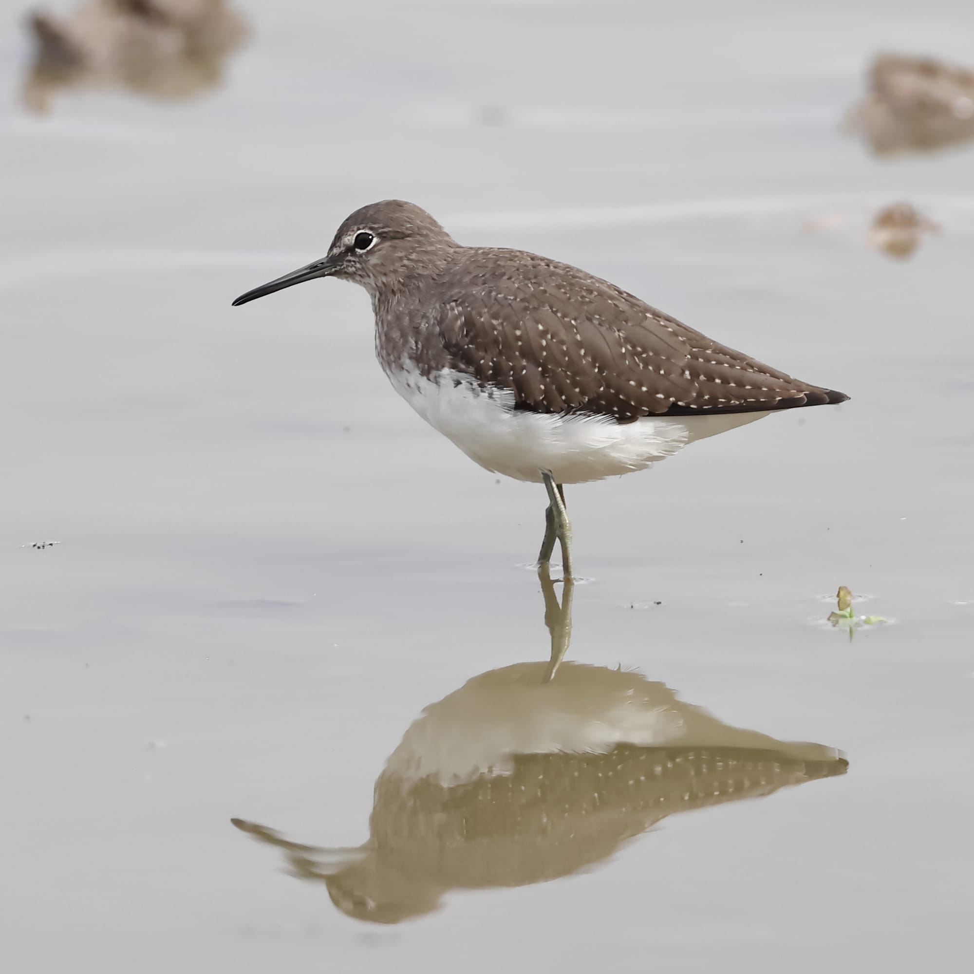 Green Sandpiper