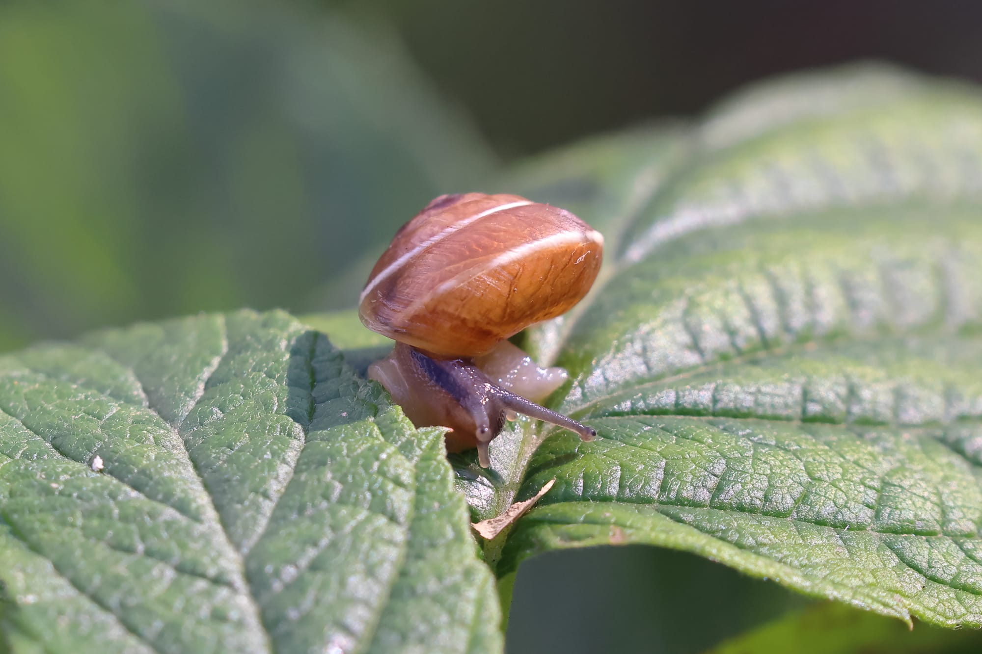 Lapidary Snail