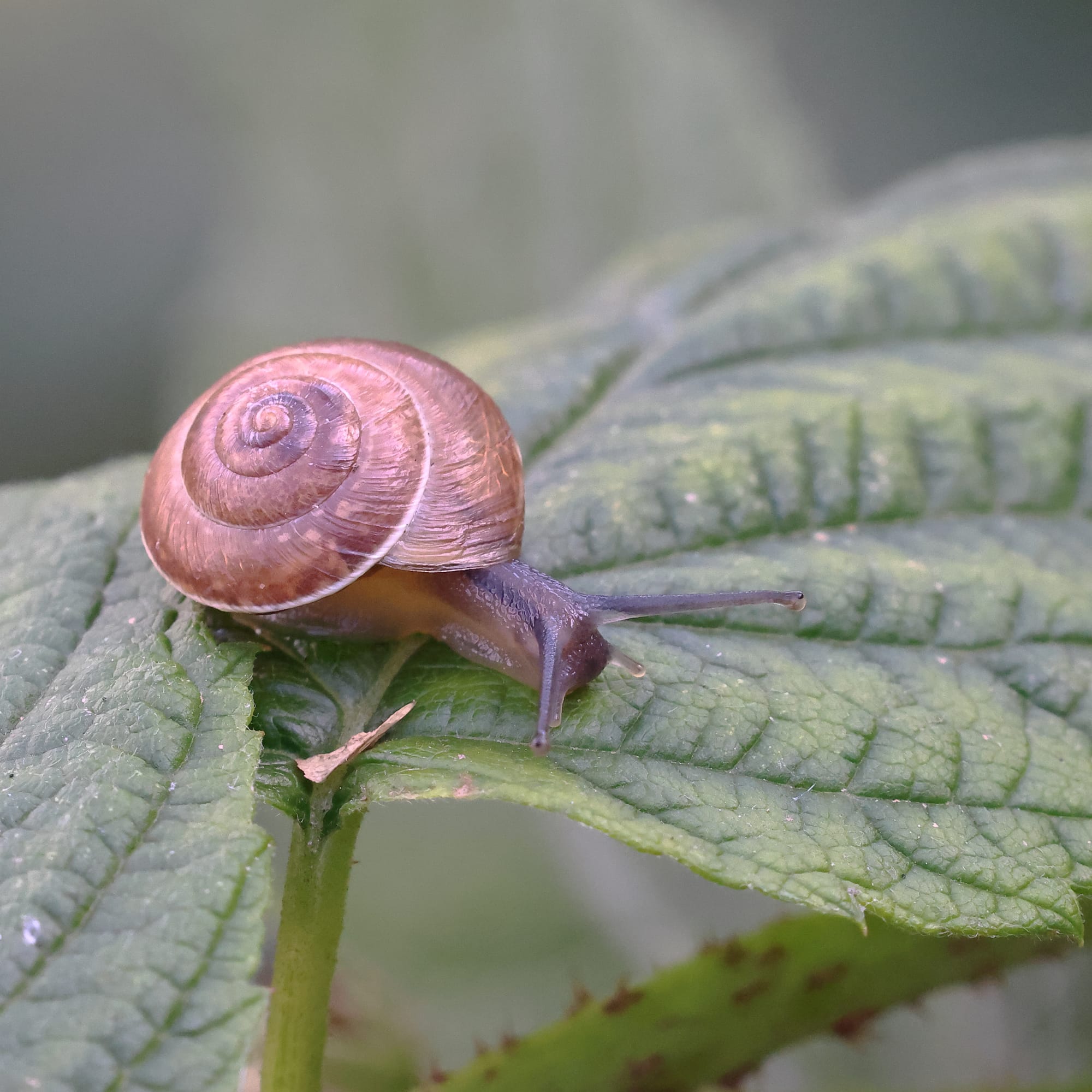 Lapidary Snail