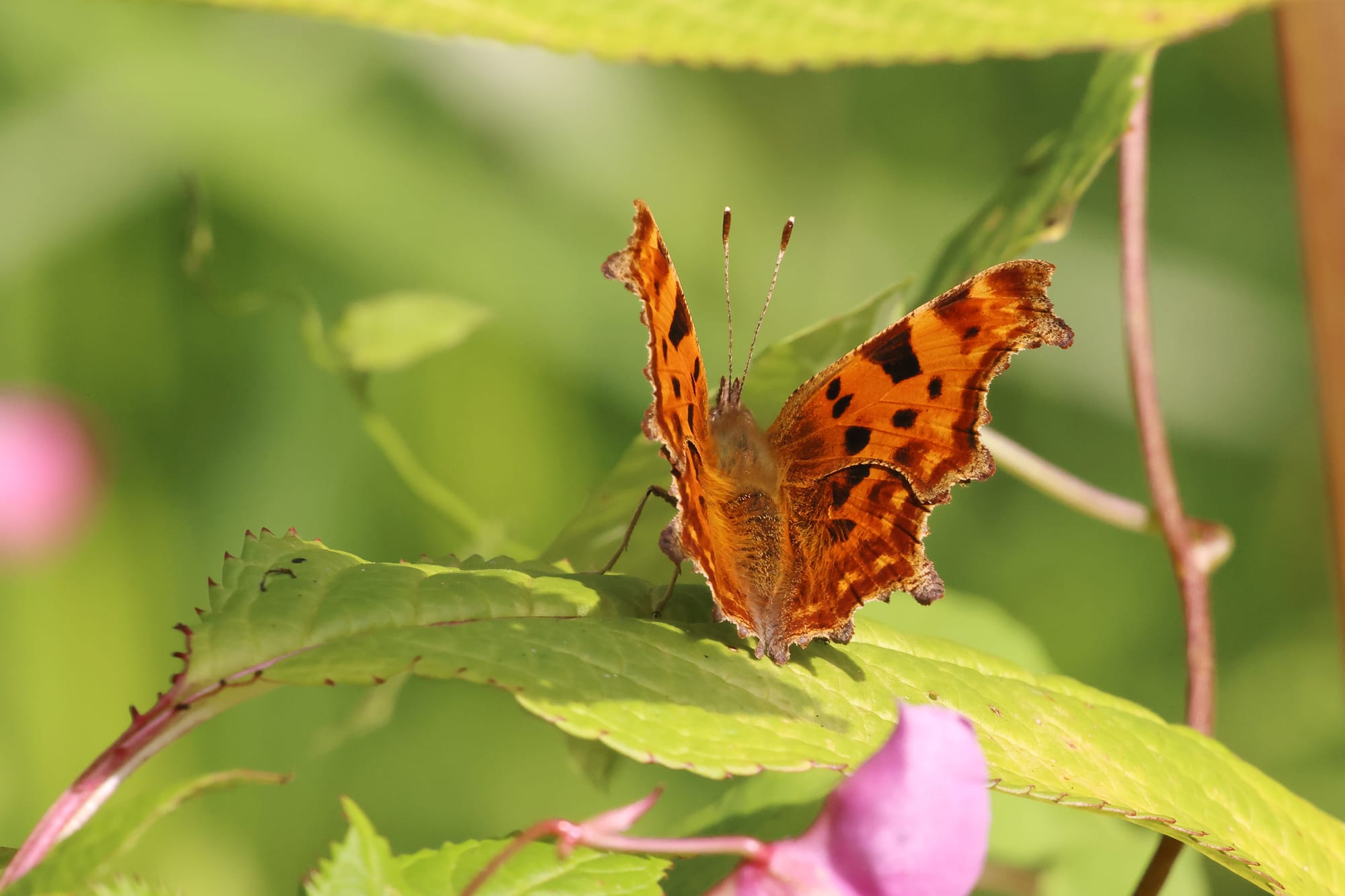 Comma