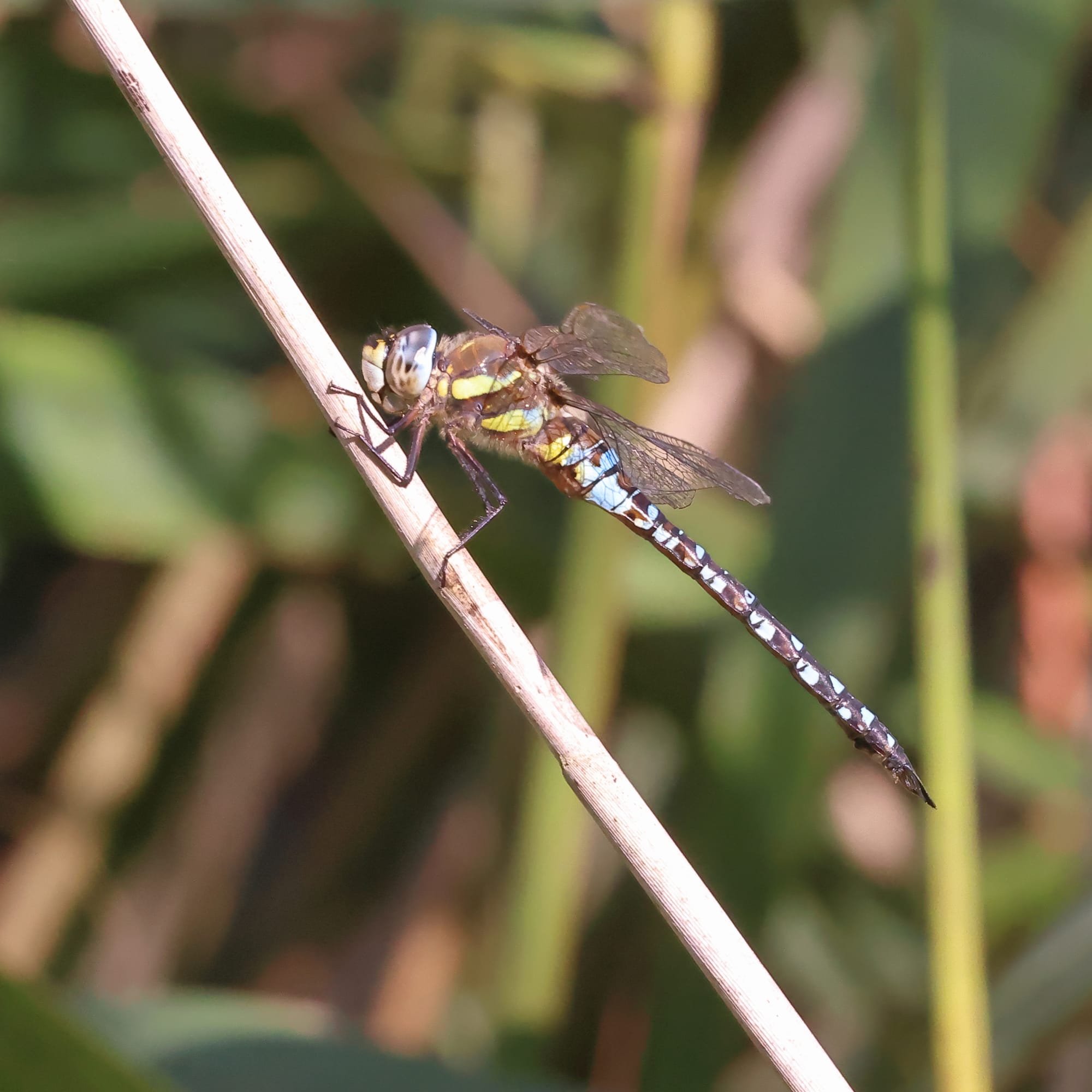 Migrant Hawker