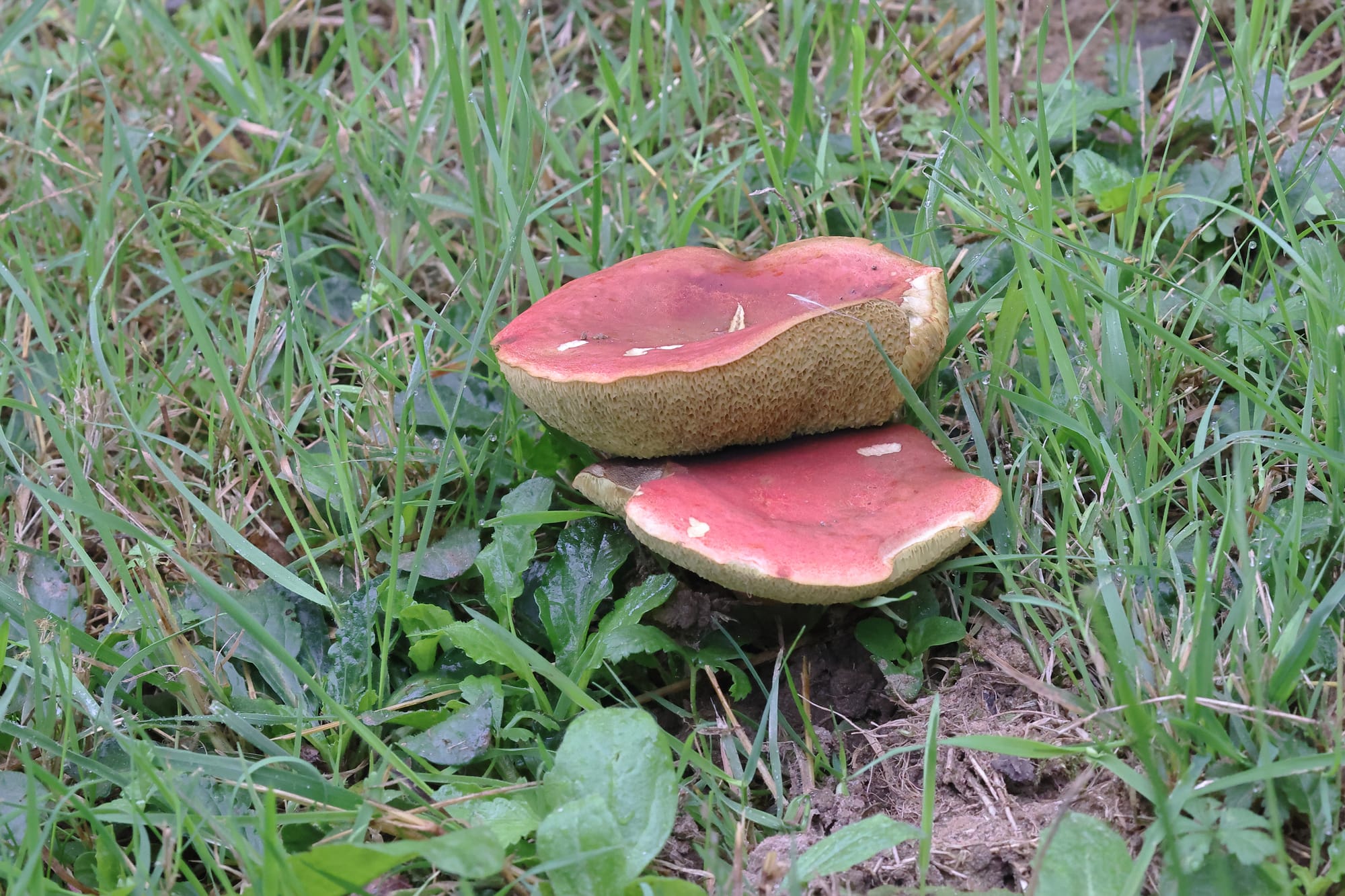 Ruby Boletus