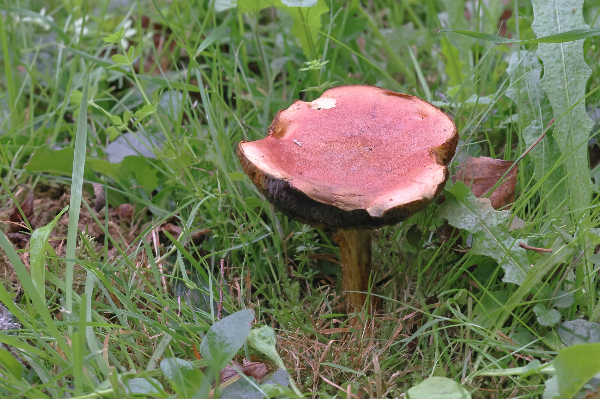 Ruby Boletus