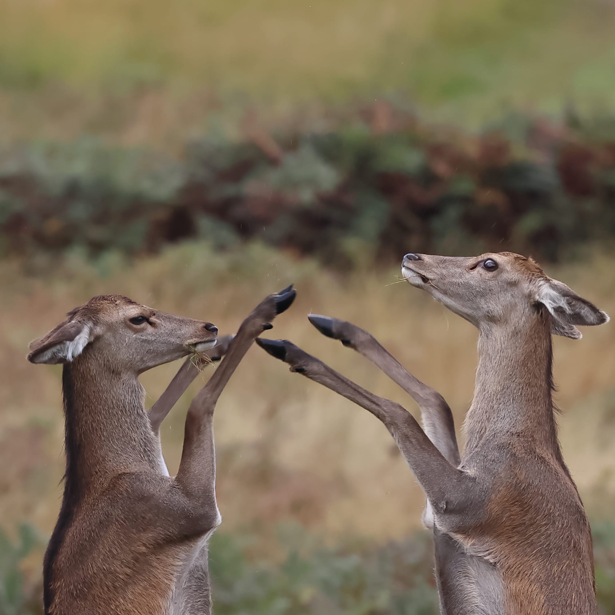 Red Deer