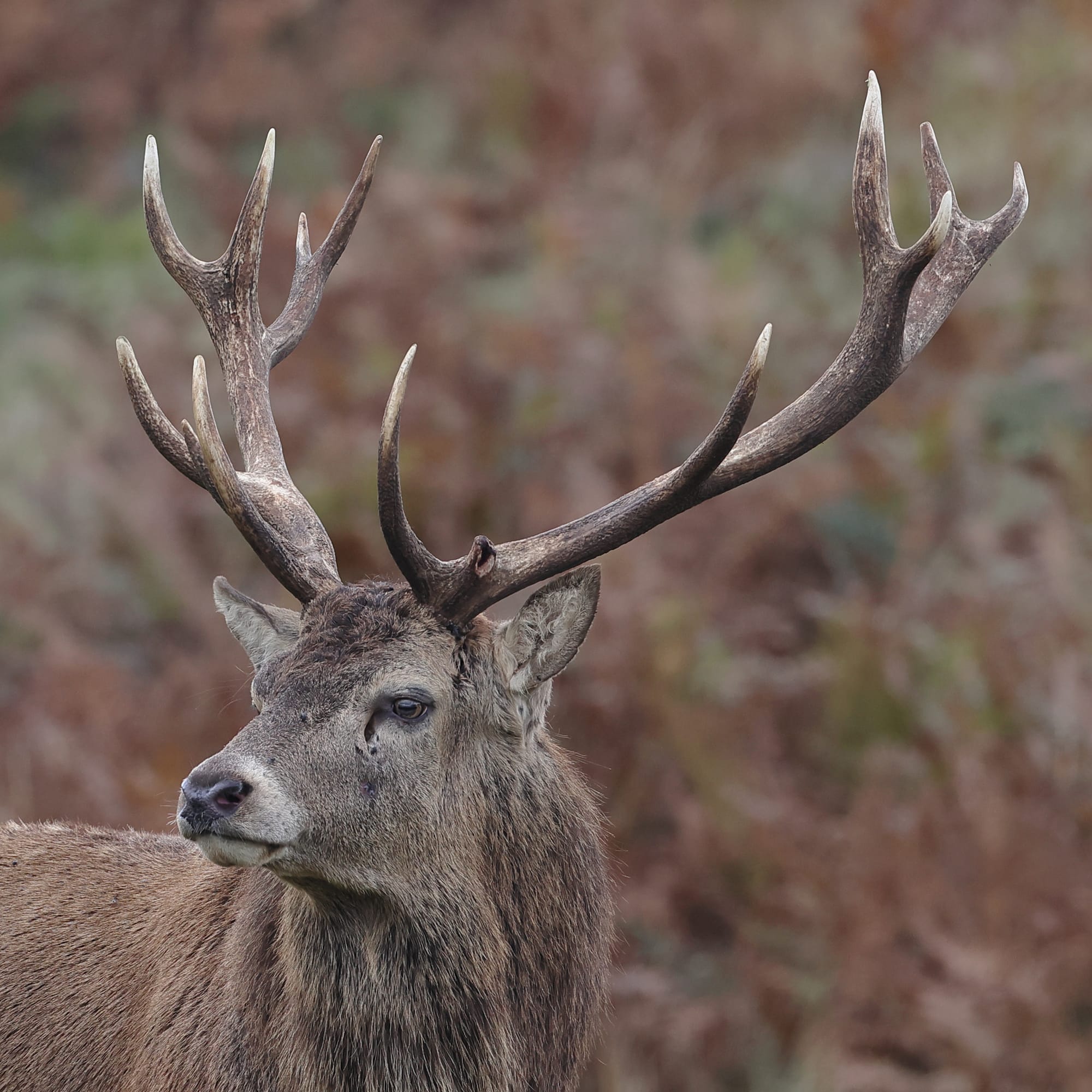 Red Deer