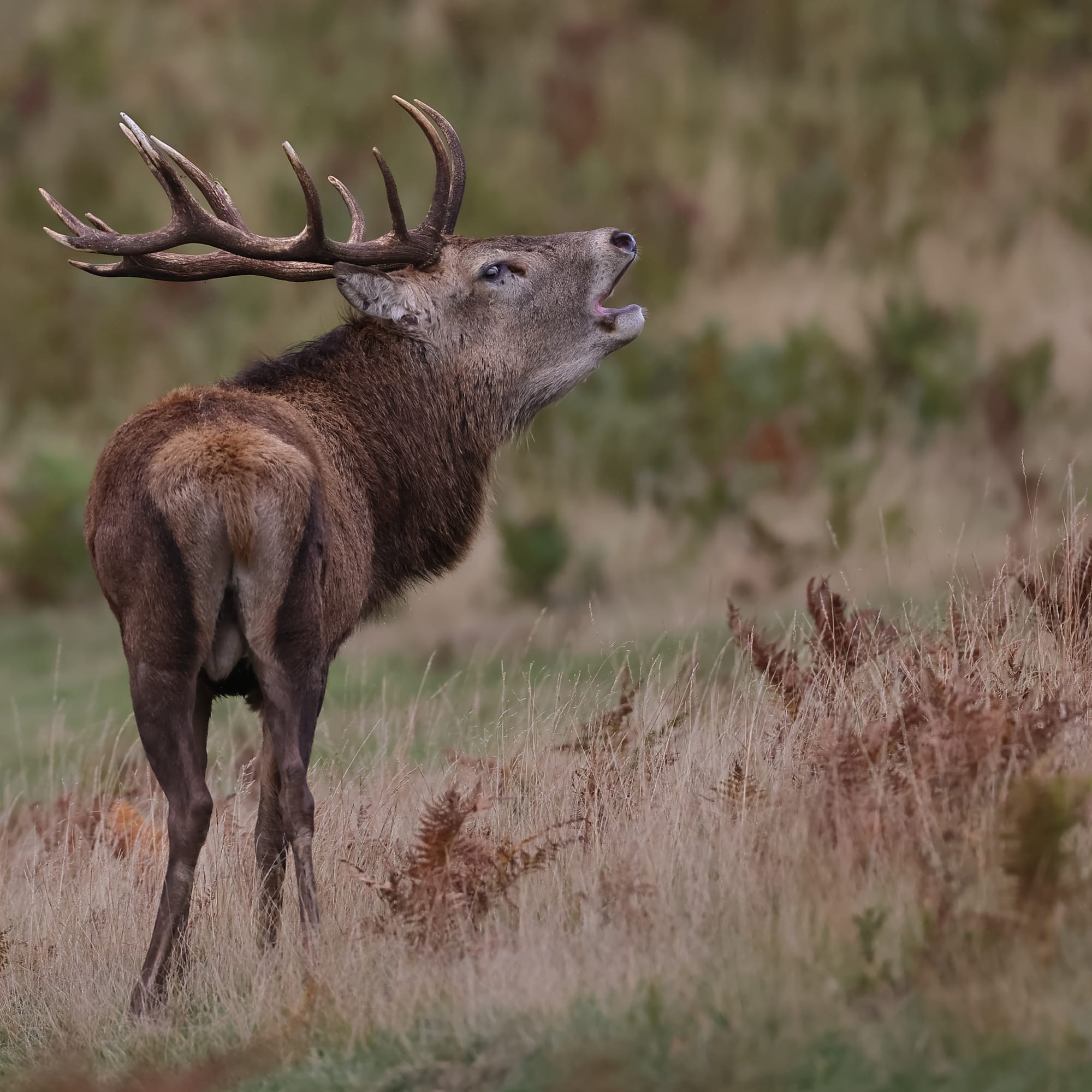 Red Deer